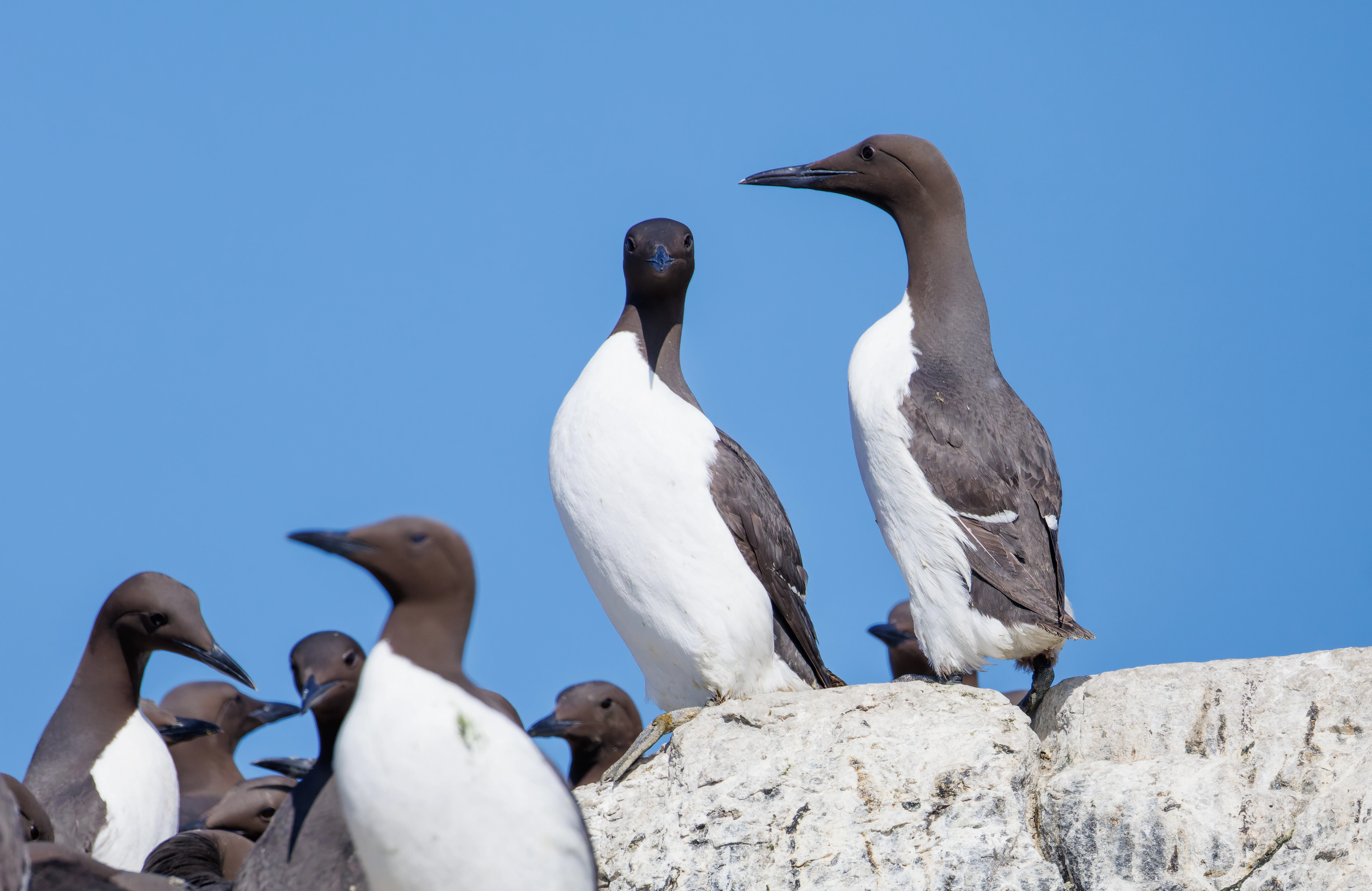 Guillemot, Farne Islands, Seahouses, Northumberland, UK — photo by Orlando Prugel-Bennett