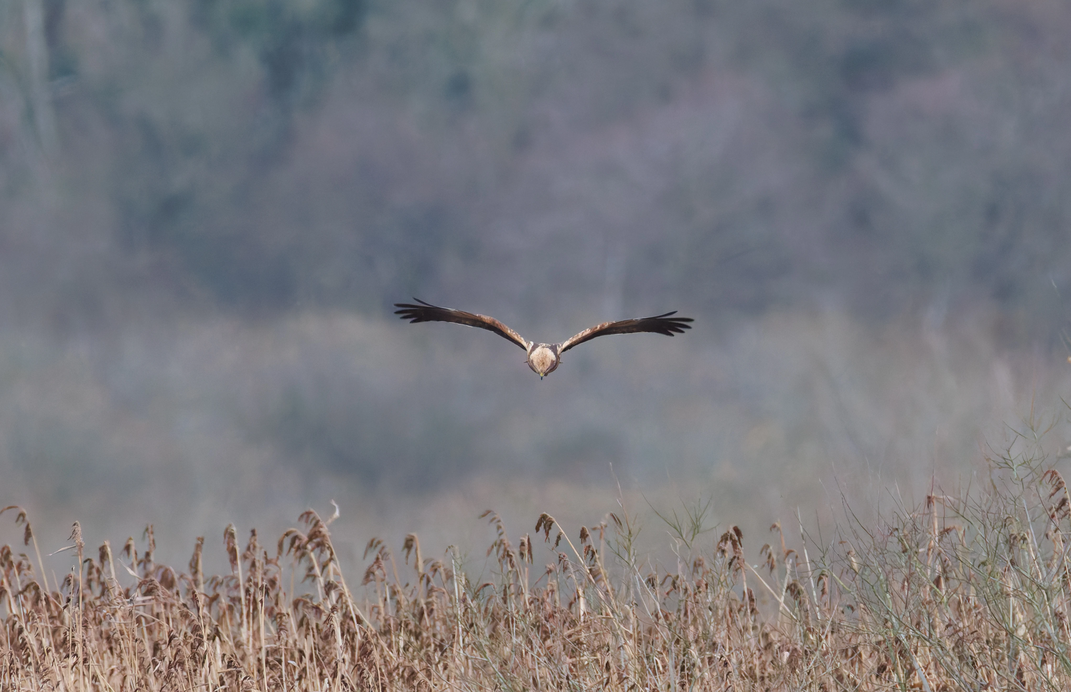 Marsh Harrier, Leighton Moss, UK — photo by Orlando Prugel-Bennett