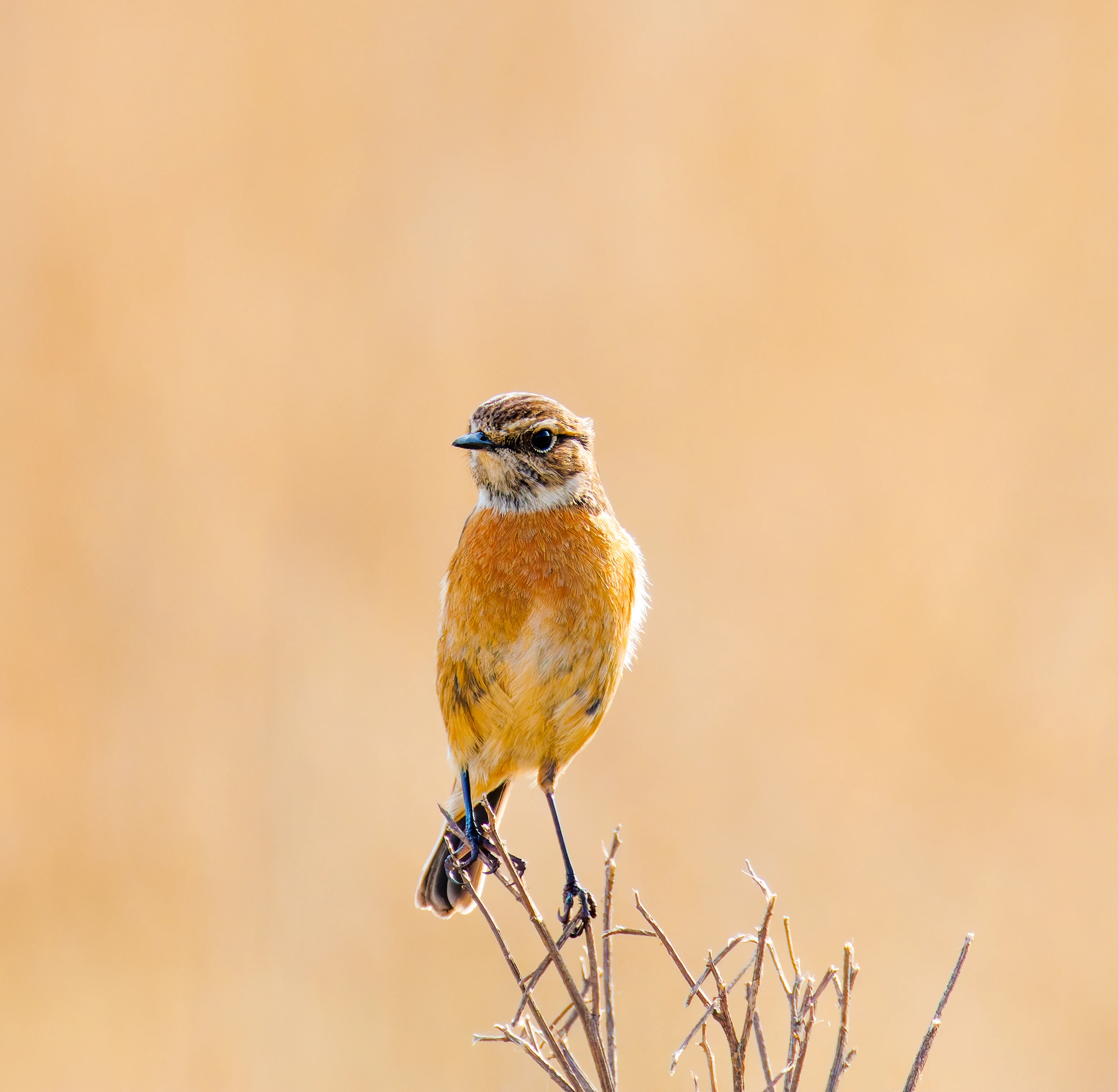 Stonechat, Fleetwood, UK — photo by Orlando Prugel-Bennett