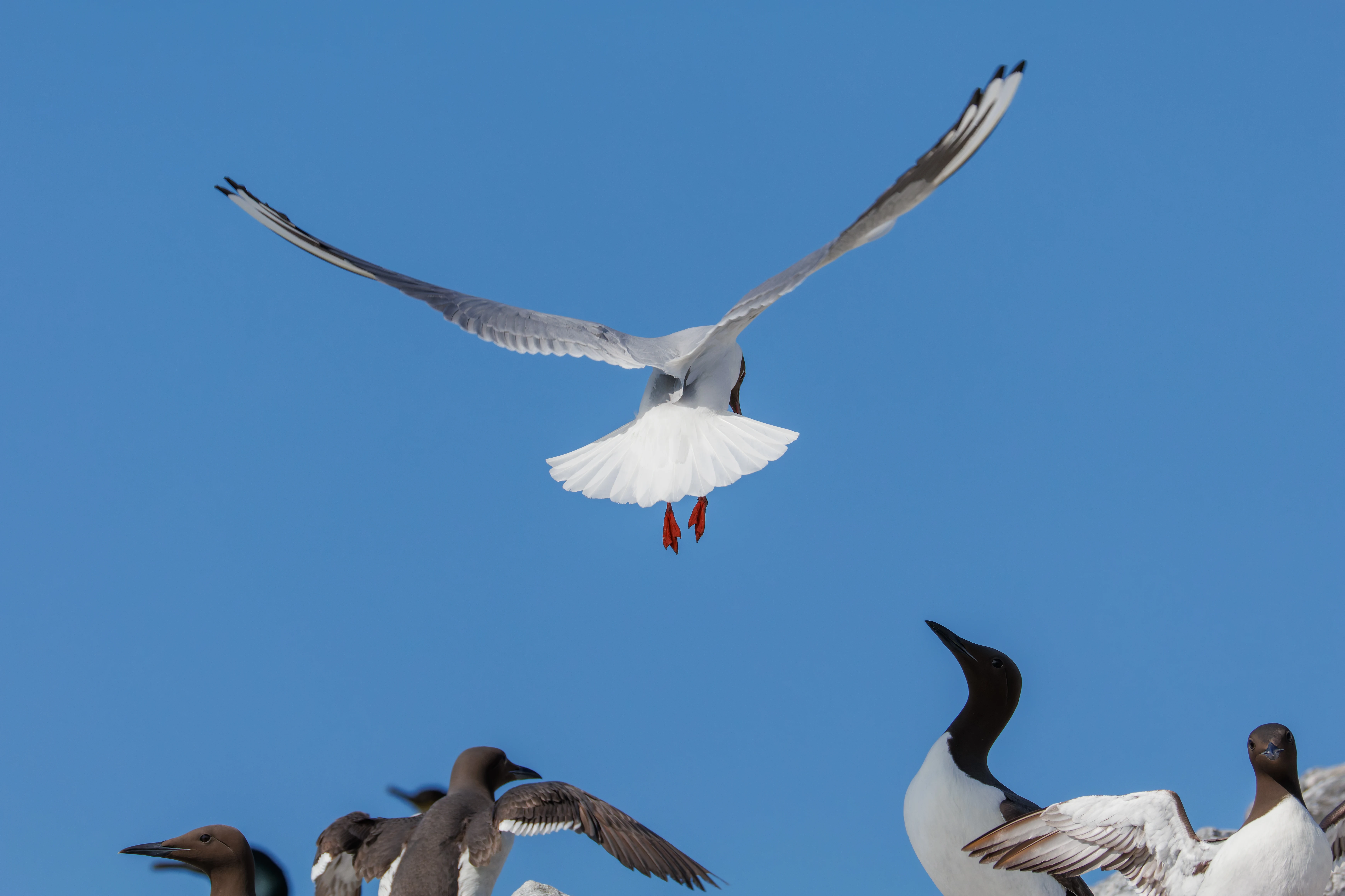 Black-headed Gull & Guillemot, Farne Islands, Seahouses, Northumberland, UK — photo by Orlando Prugel-Bennett