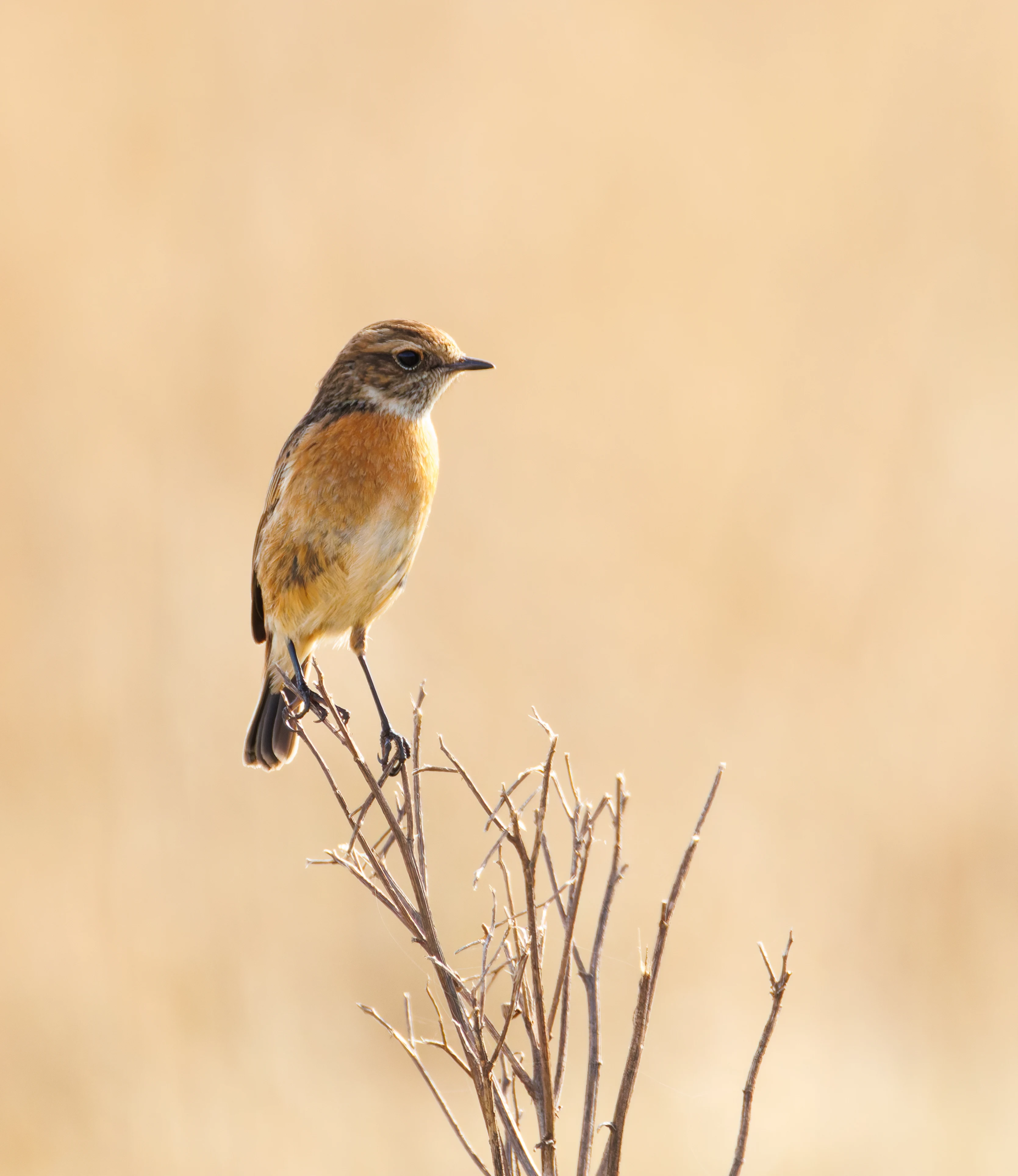 Stonechat, Fleetwood, UK — photo by Orlando Prugel-Bennett