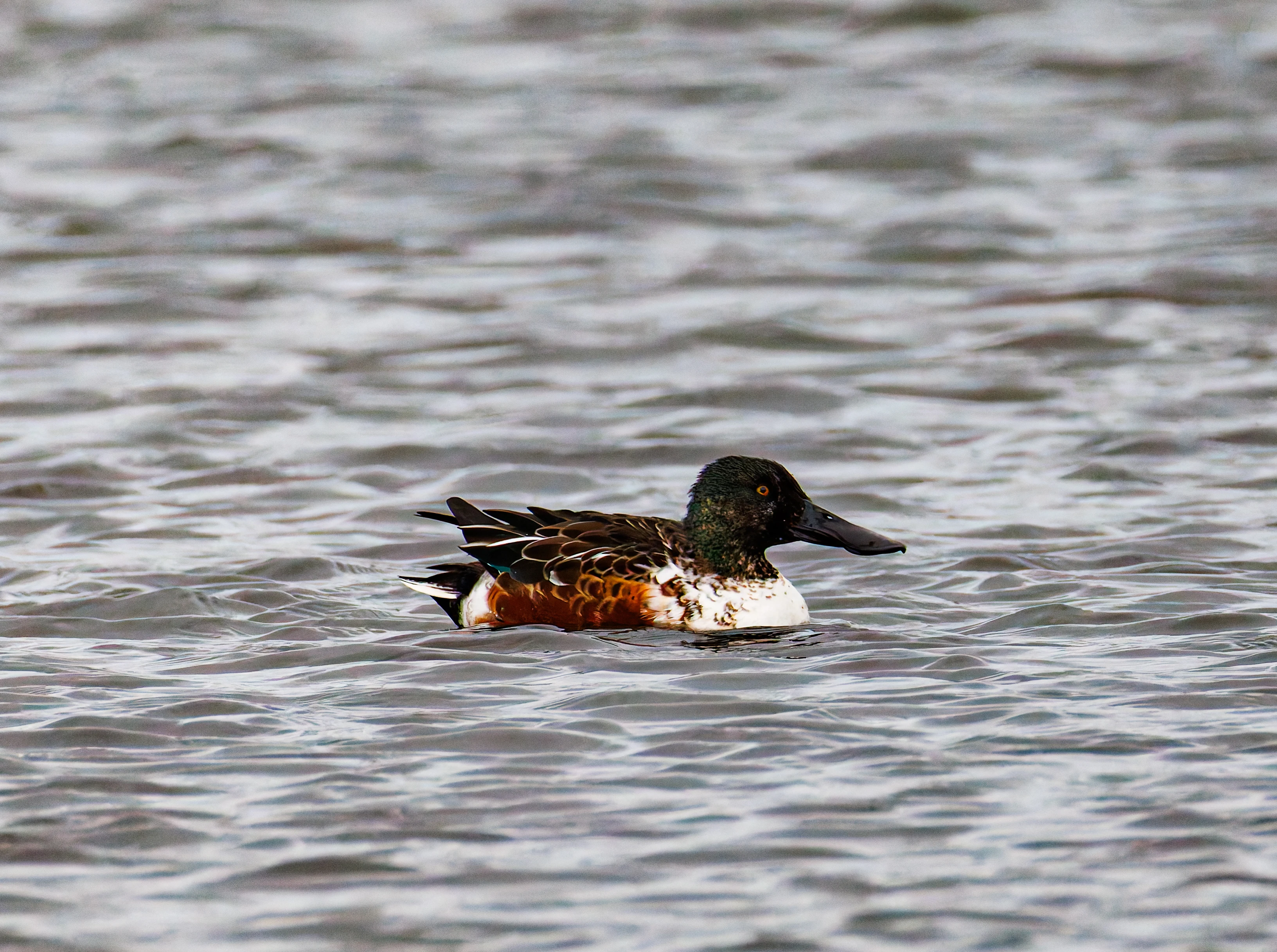 Shoveler, Leighton Moss, UK — photo by Orlando Prugel-Bennett