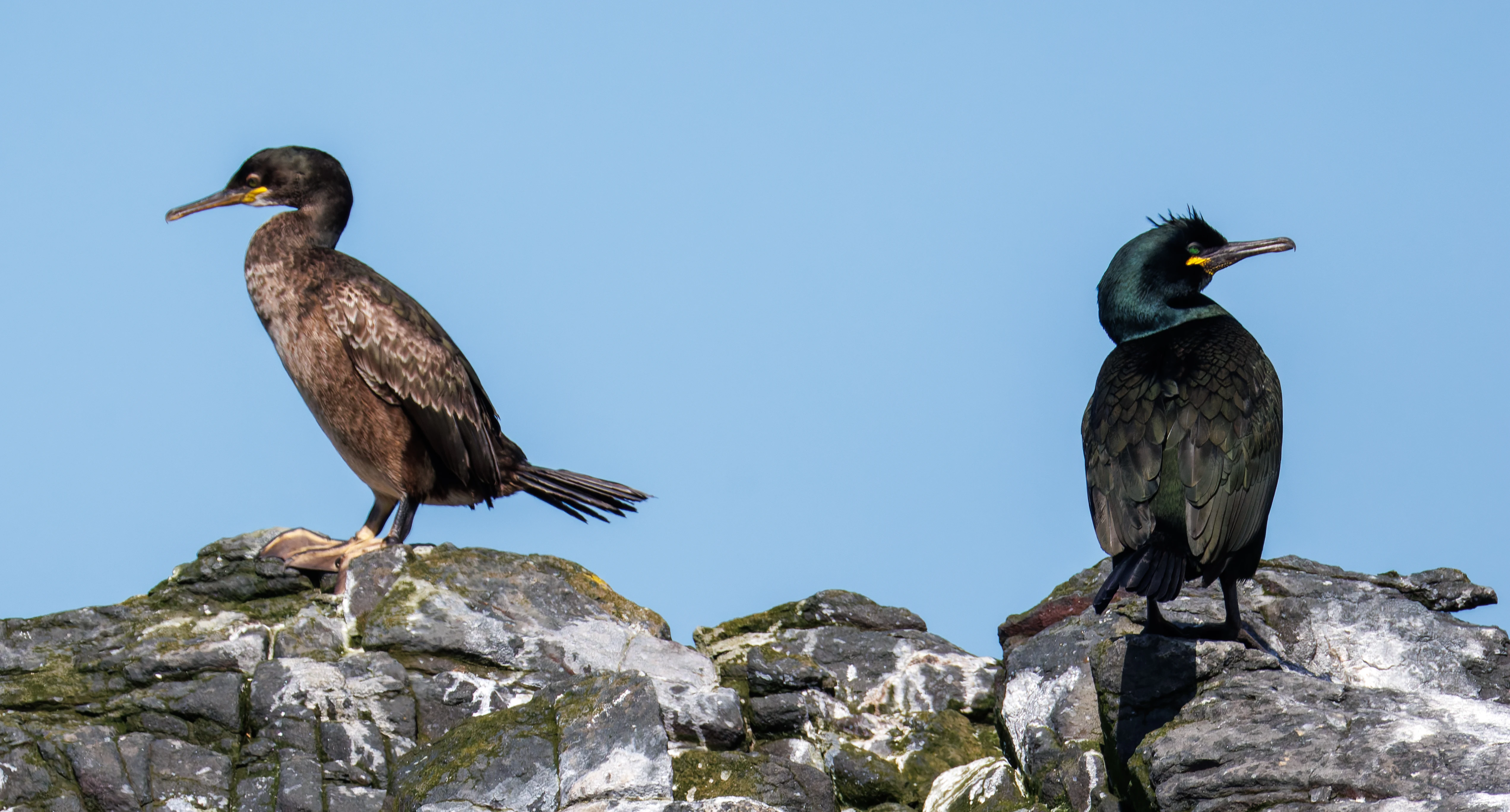 Cormorant & Shag, Farne Islands, Seahouses, Northumberland, UK — photo by Orlando Prugel-Bennett