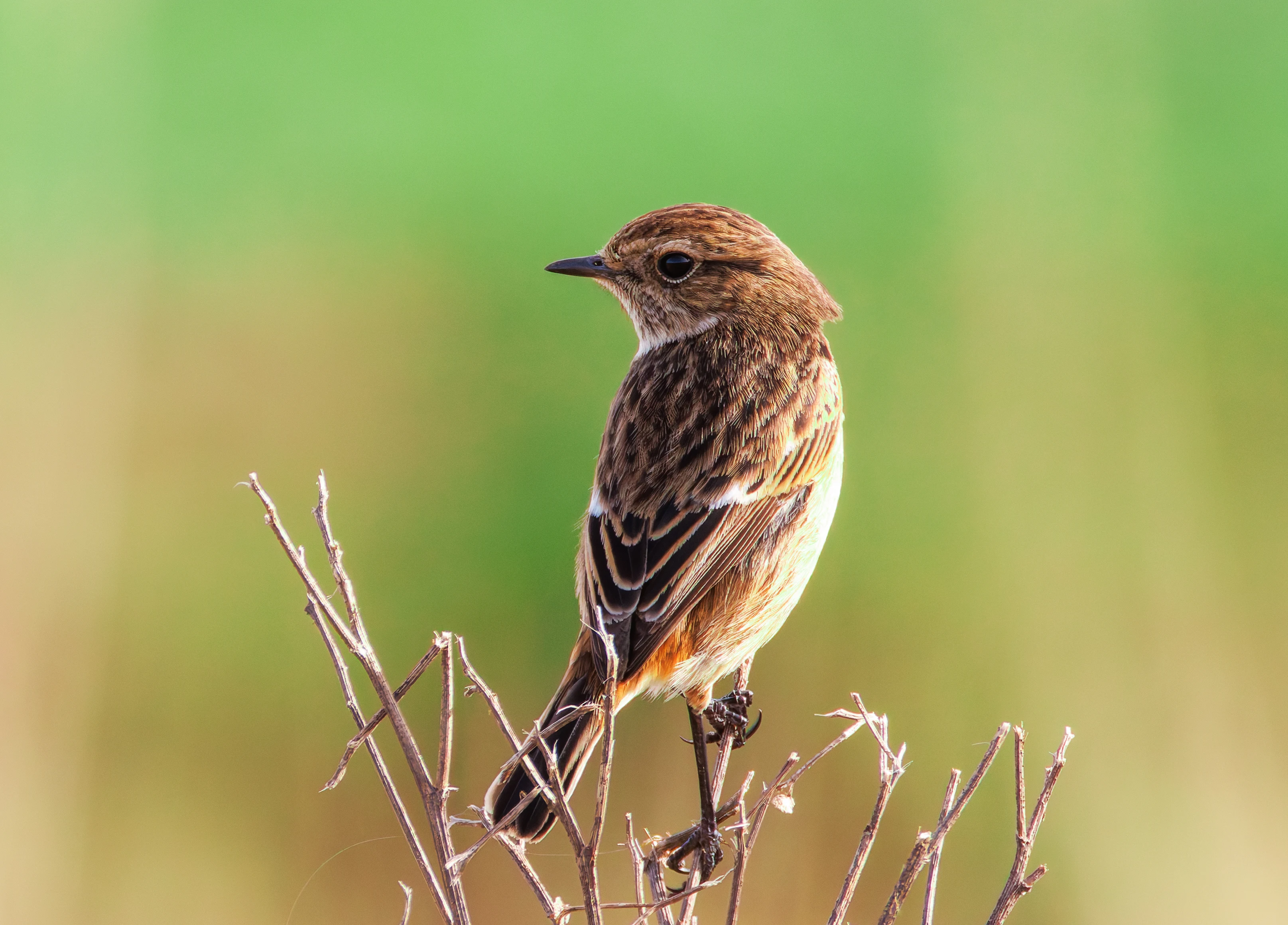 Stonechat, Fleetwood, UK — photo by Orlando Prugel-Bennett