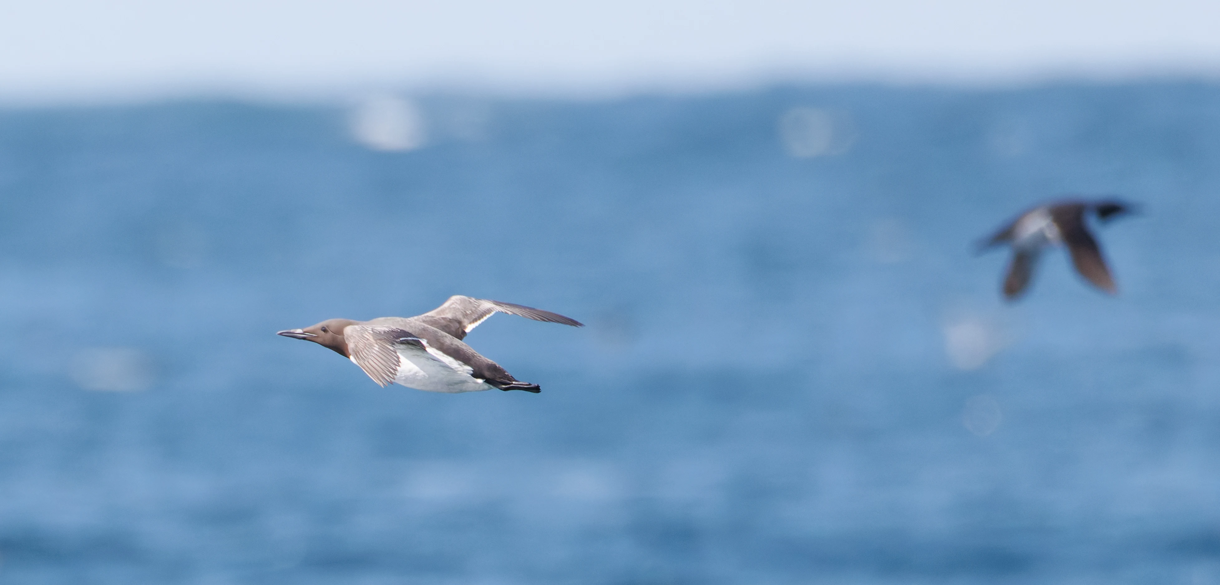 Guillemot, Farne Islands, Seahouses, Northumberland, UK — photo by Orlando Prugel-Bennett