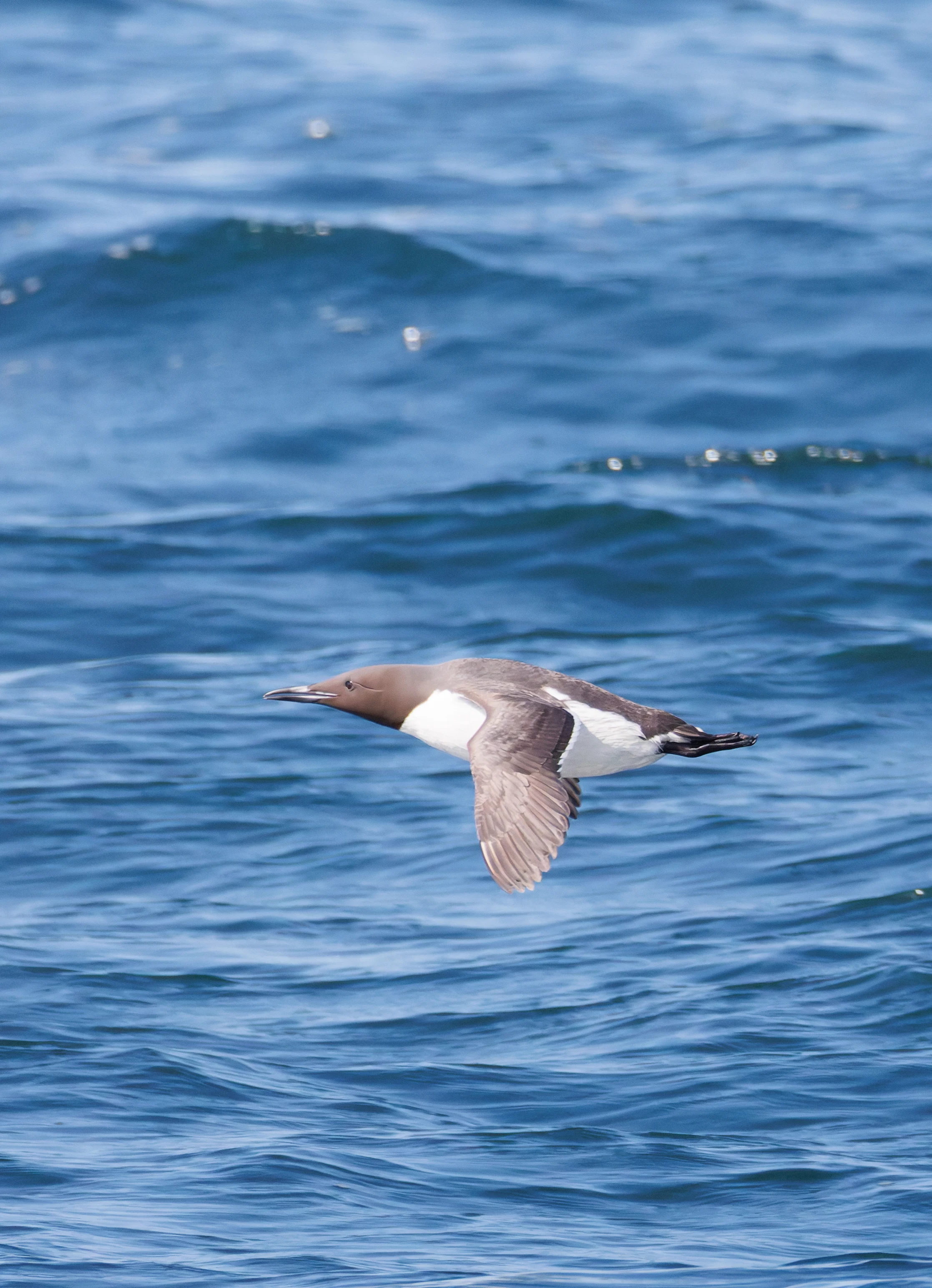 Guillemot, Farne Islands, Seahouses, Northumberland, UK — photo by Orlando Prugel-Bennett