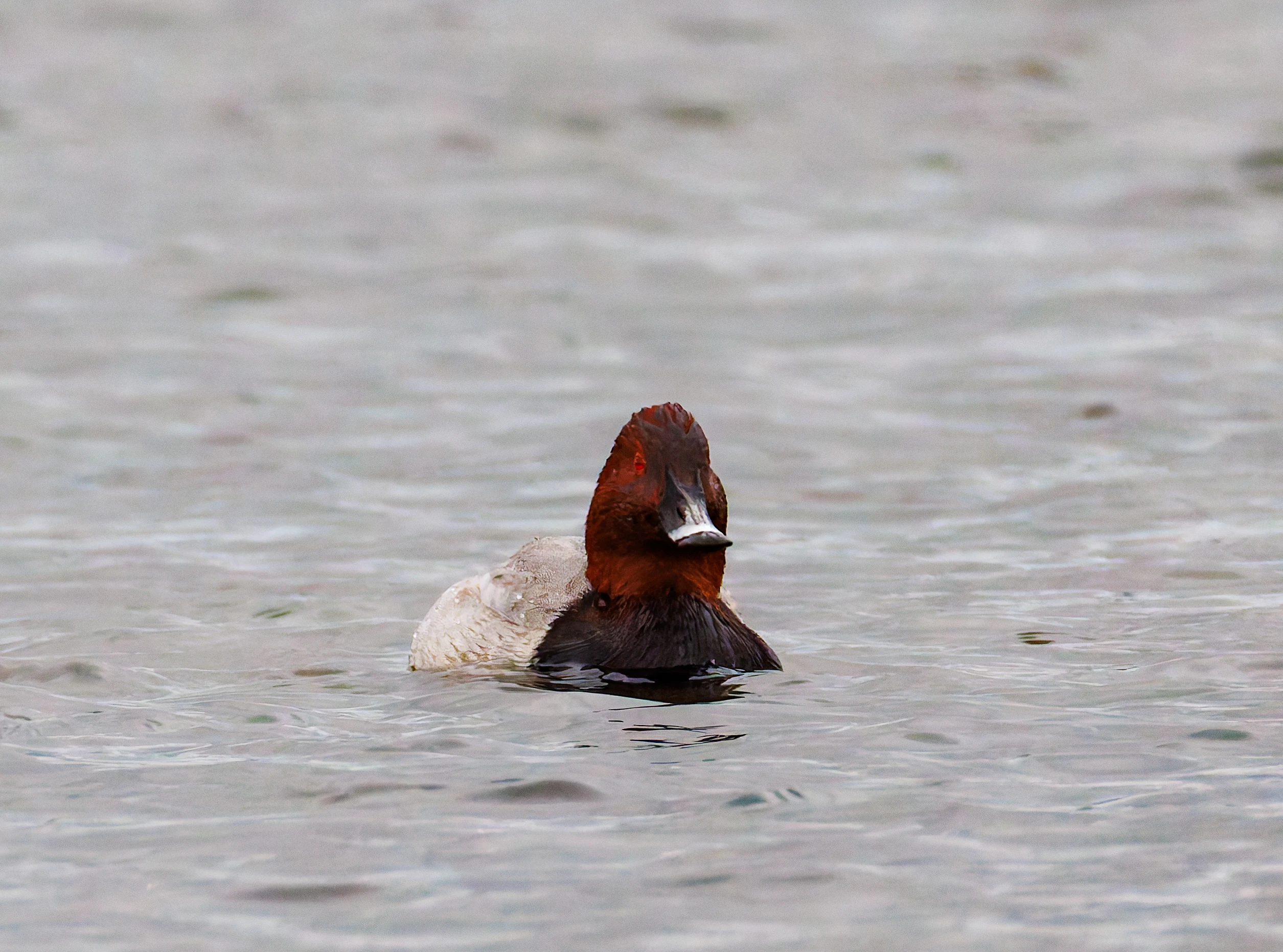 Common Pochard, Leighton Moss, UK — photo by Orlando Prugel-Bennett