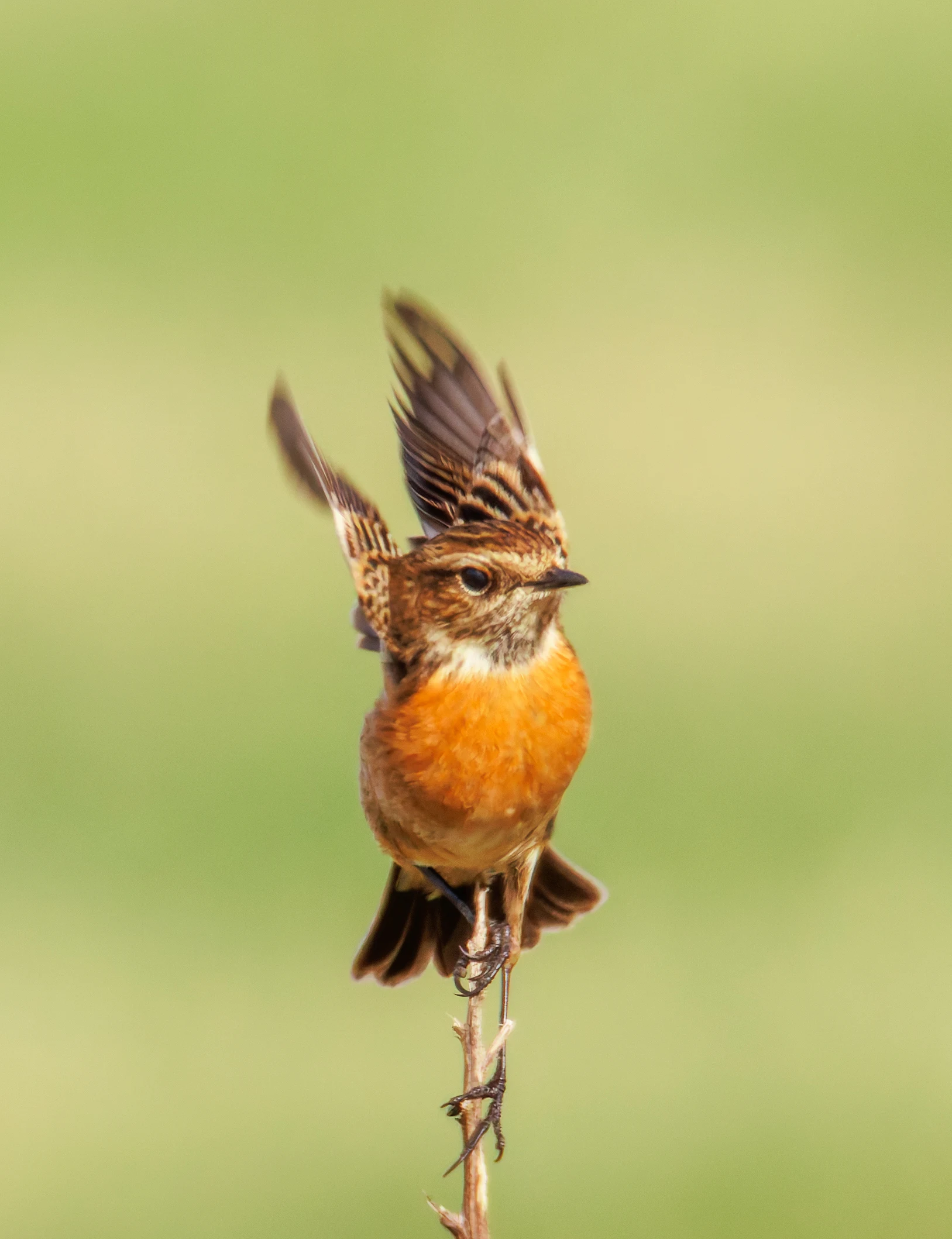 Stonechat, Fleetwood, UK — photo by Orlando Prugel-Bennett