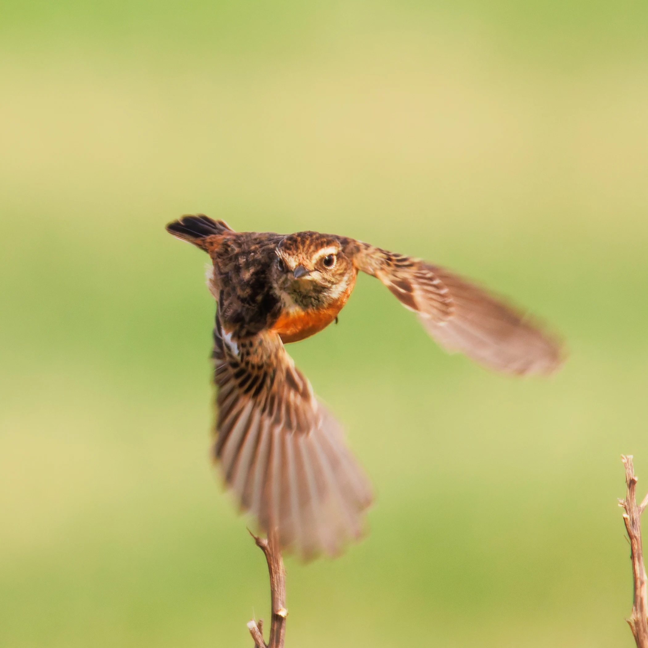 Stonechat, Fleetwood, UK — photo by Orlando Prugel-Bennett