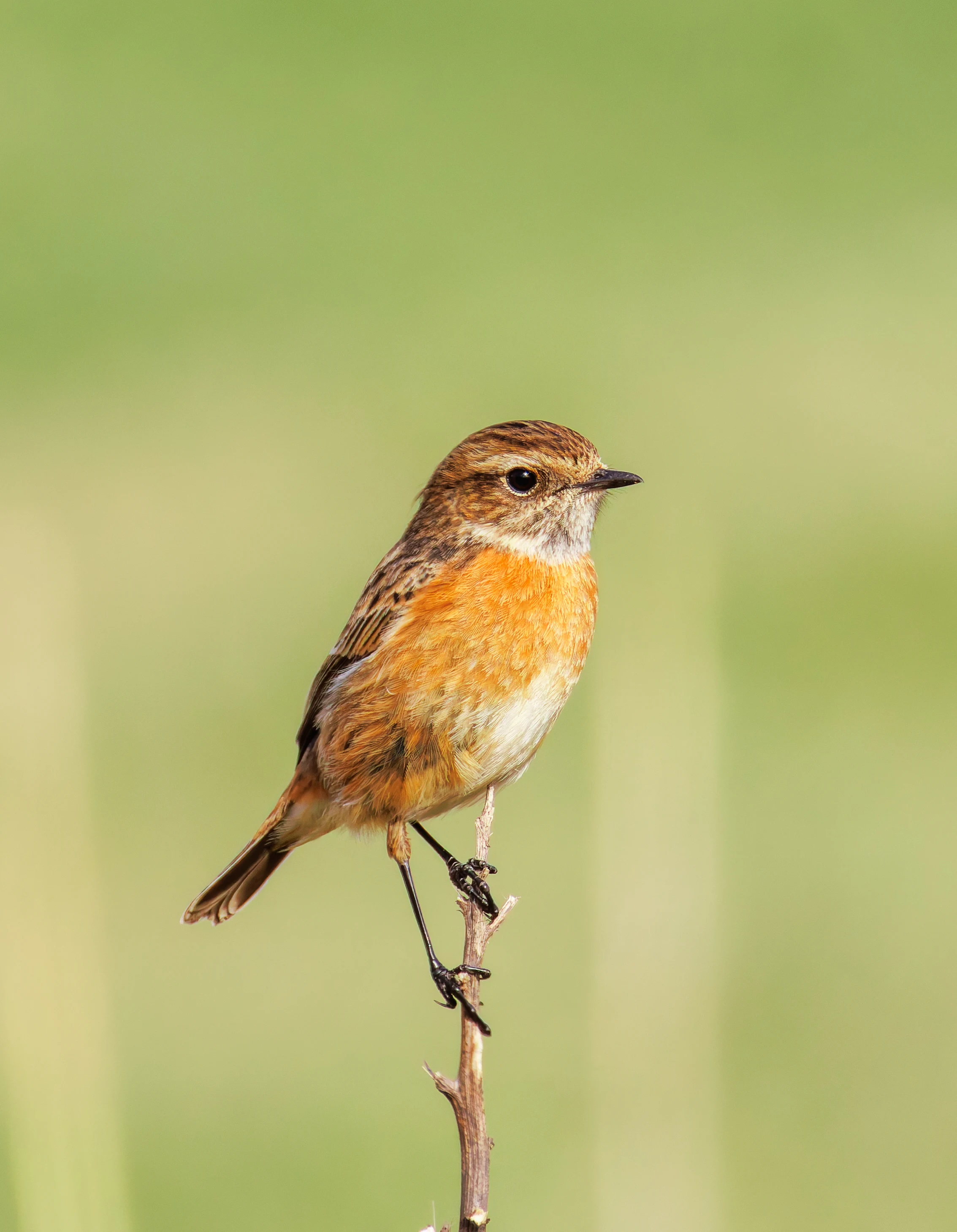 Stonechat, Fleetwood, UK — photo by Orlando Prugel-Bennett