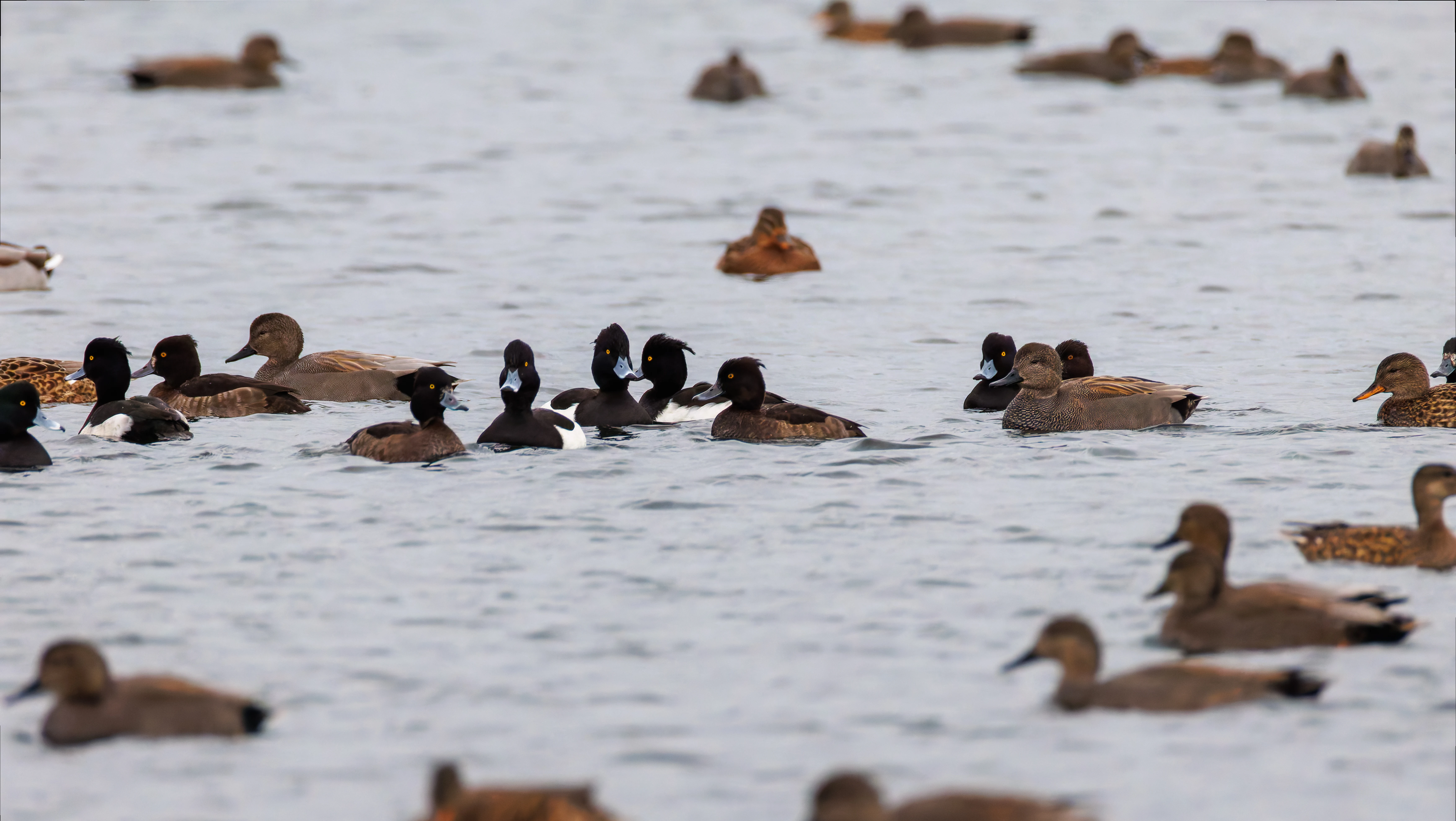 Tufted Ducks, Leighton Moss, UK — photo by Orlando Prugel-Bennett
