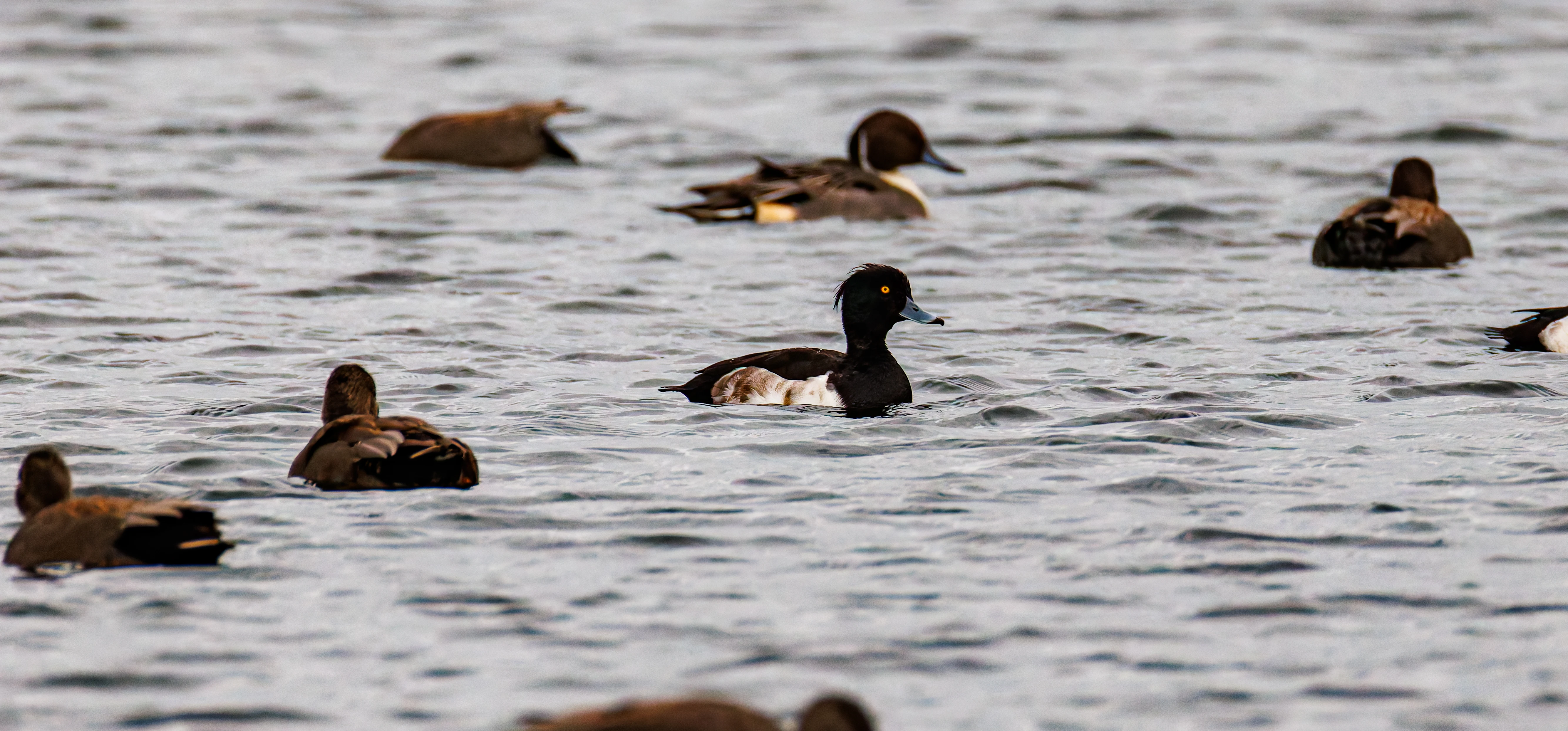 Tufted Ducks, Leighton Moss, UK — photo by Orlando Prugel-Bennett