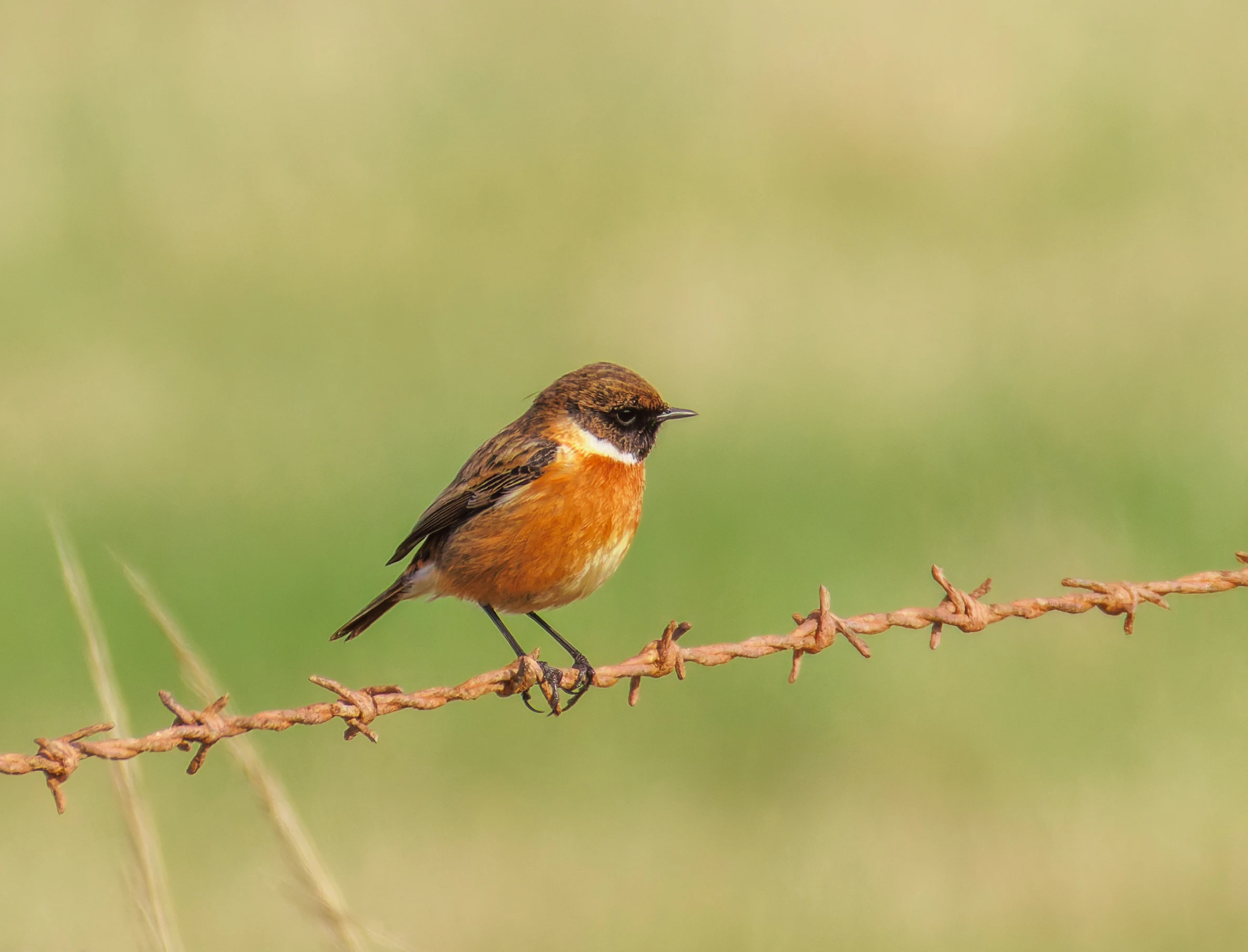 Stonechat, Fleetwood, UK — photo by Orlando Prugel-Bennett