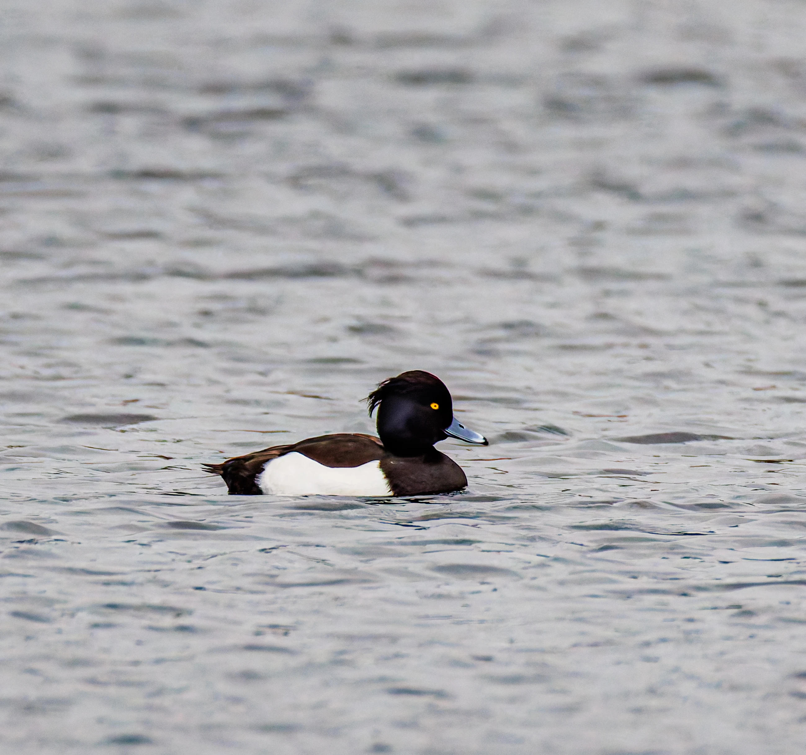 Tufted Duck, Leighton Moss, UK — photo by Orlando Prugel-Bennett
