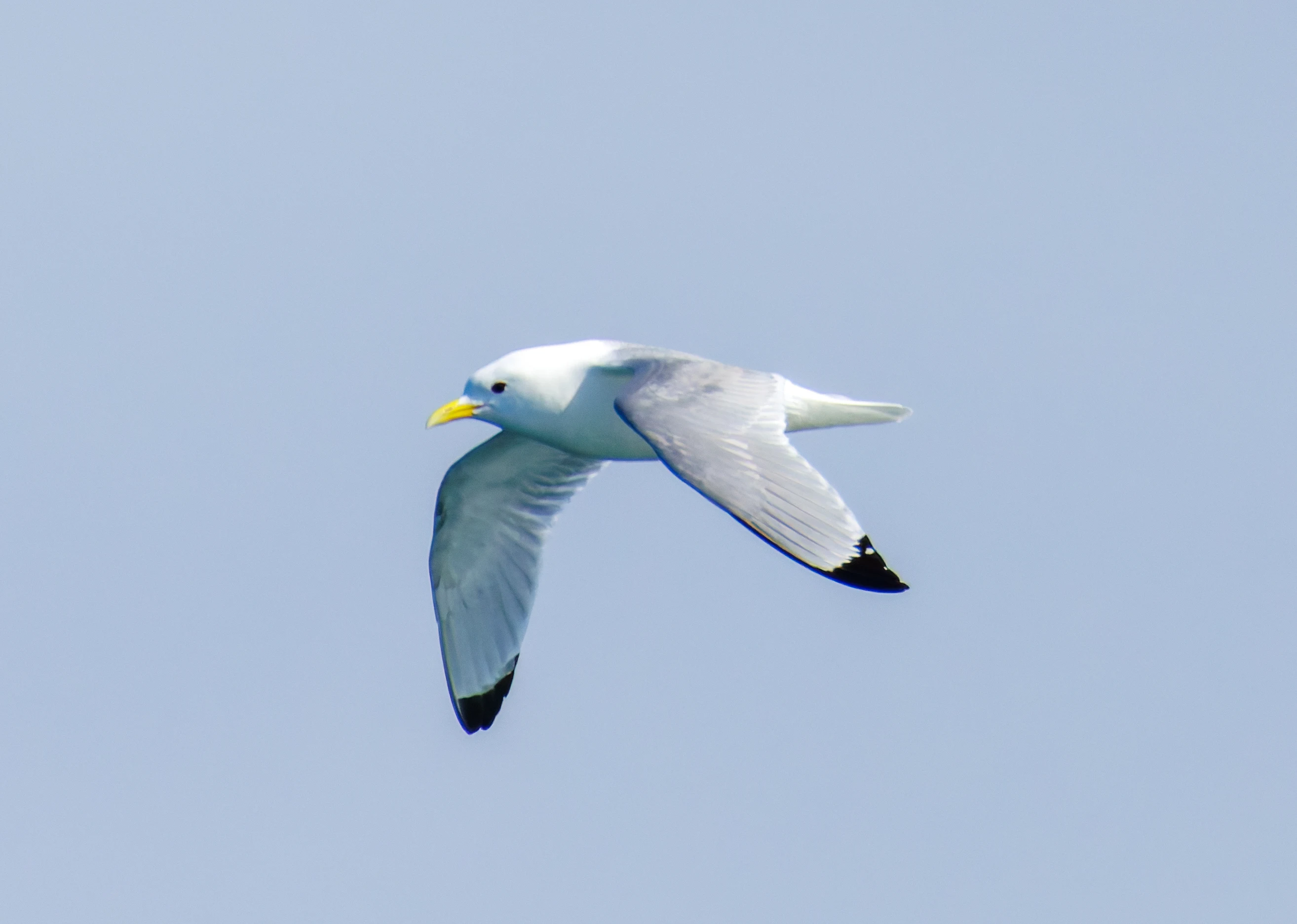 Kittiwake, Farne Islands, Seahouses, Northumberland, UK — photo by Orlando Prugel-Bennett