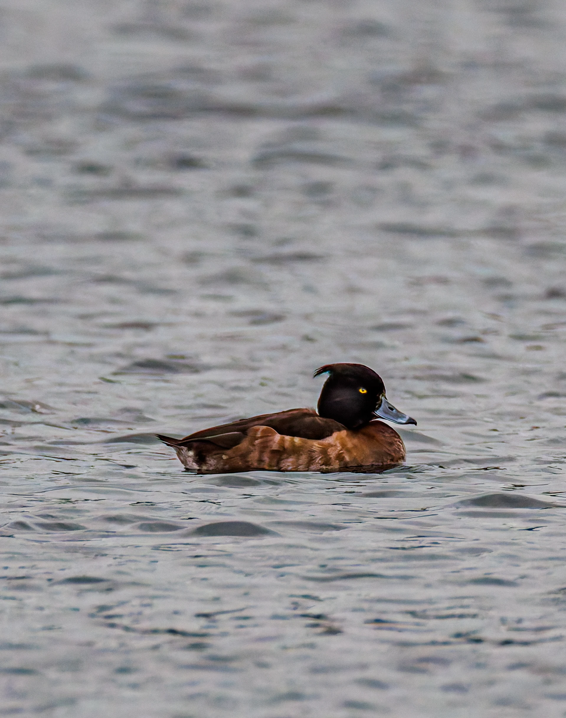 Tufted Duck, Leighton Moss, UK — photo by Orlando Prugel-Bennett