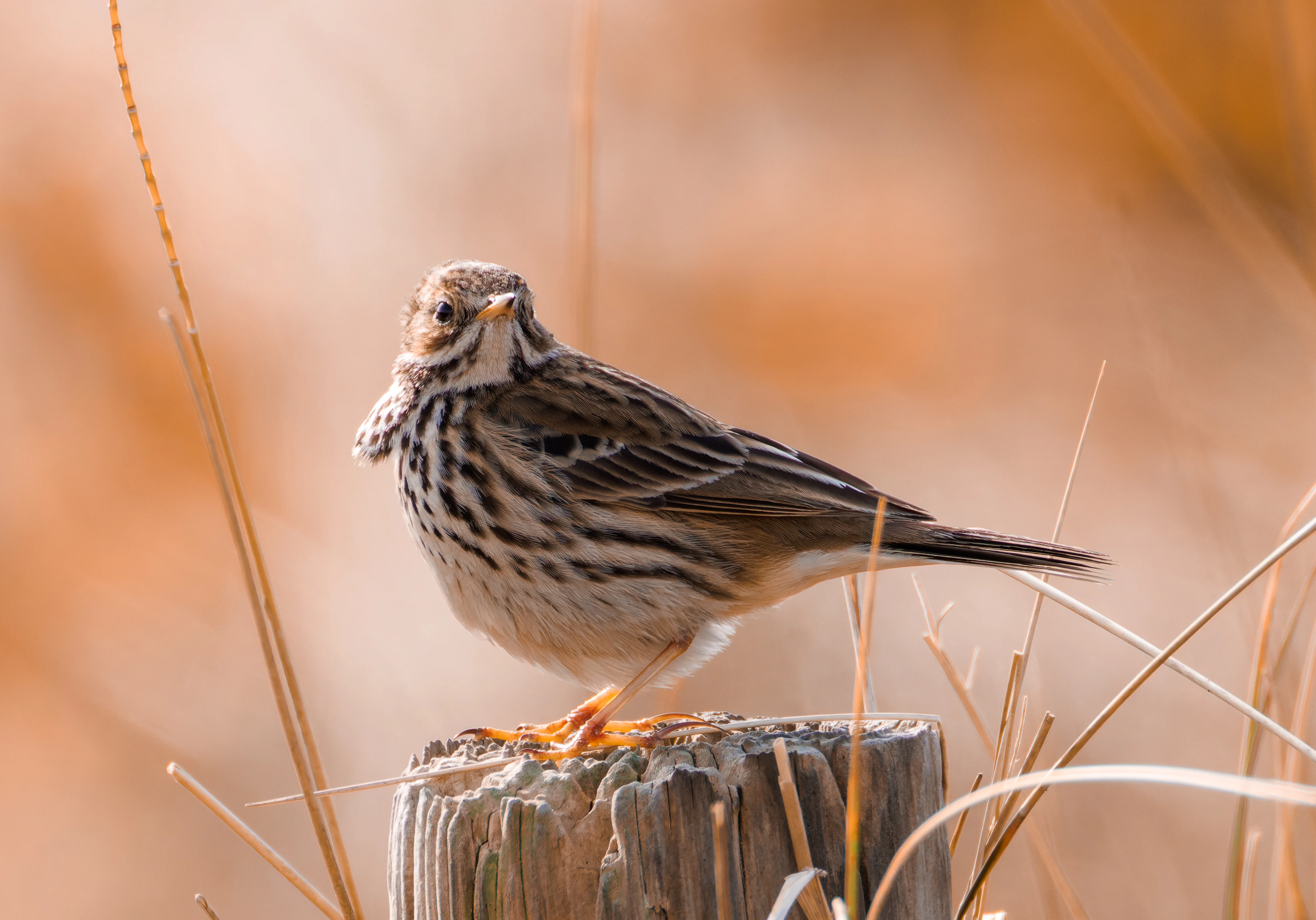 Meadow Pipit, Fleetwood, UK — photo by Orlando Prugel-Bennett