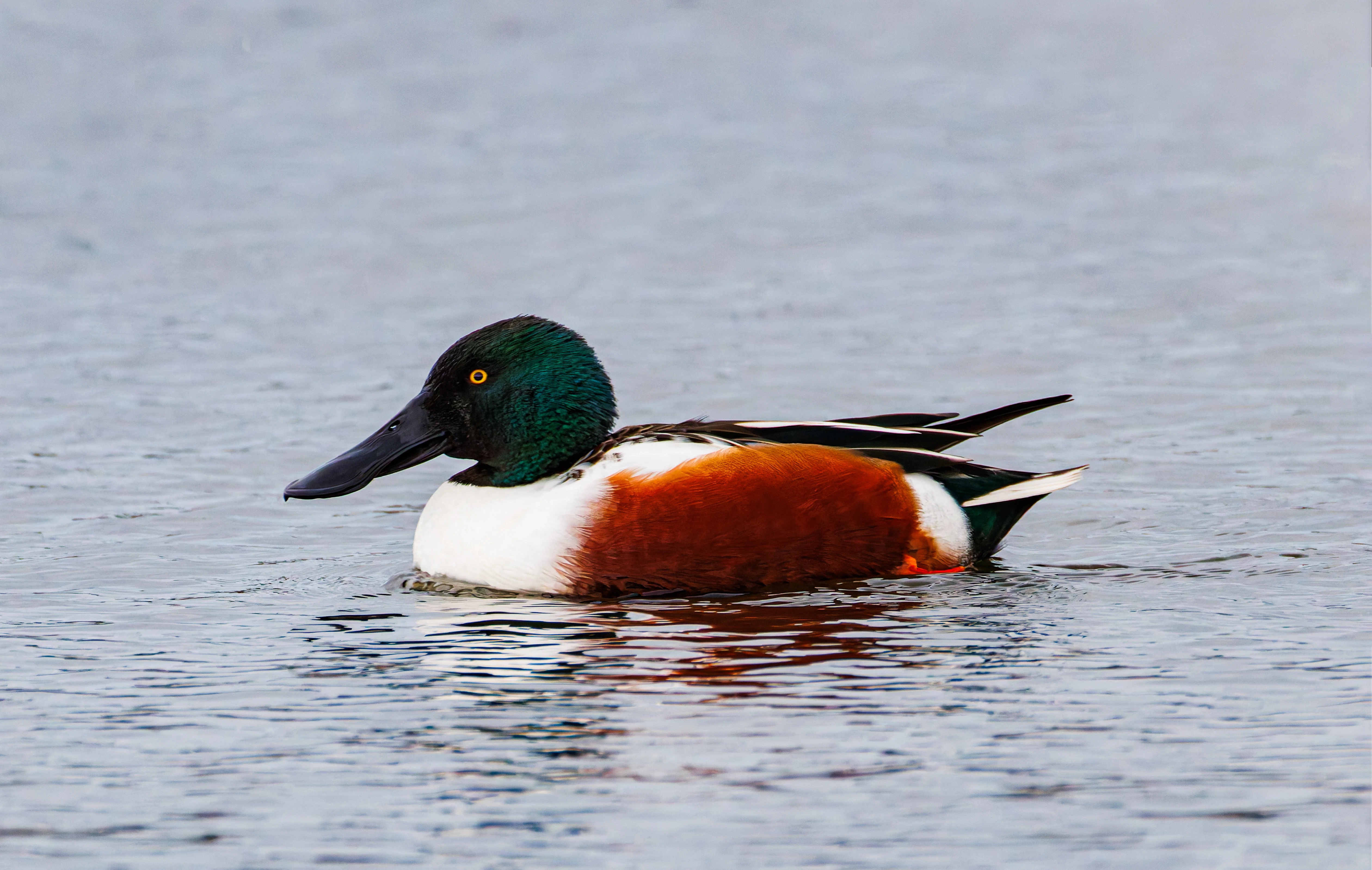 Shoveler, Leighton Moss, UK — photo by Orlando Prugel-Bennett