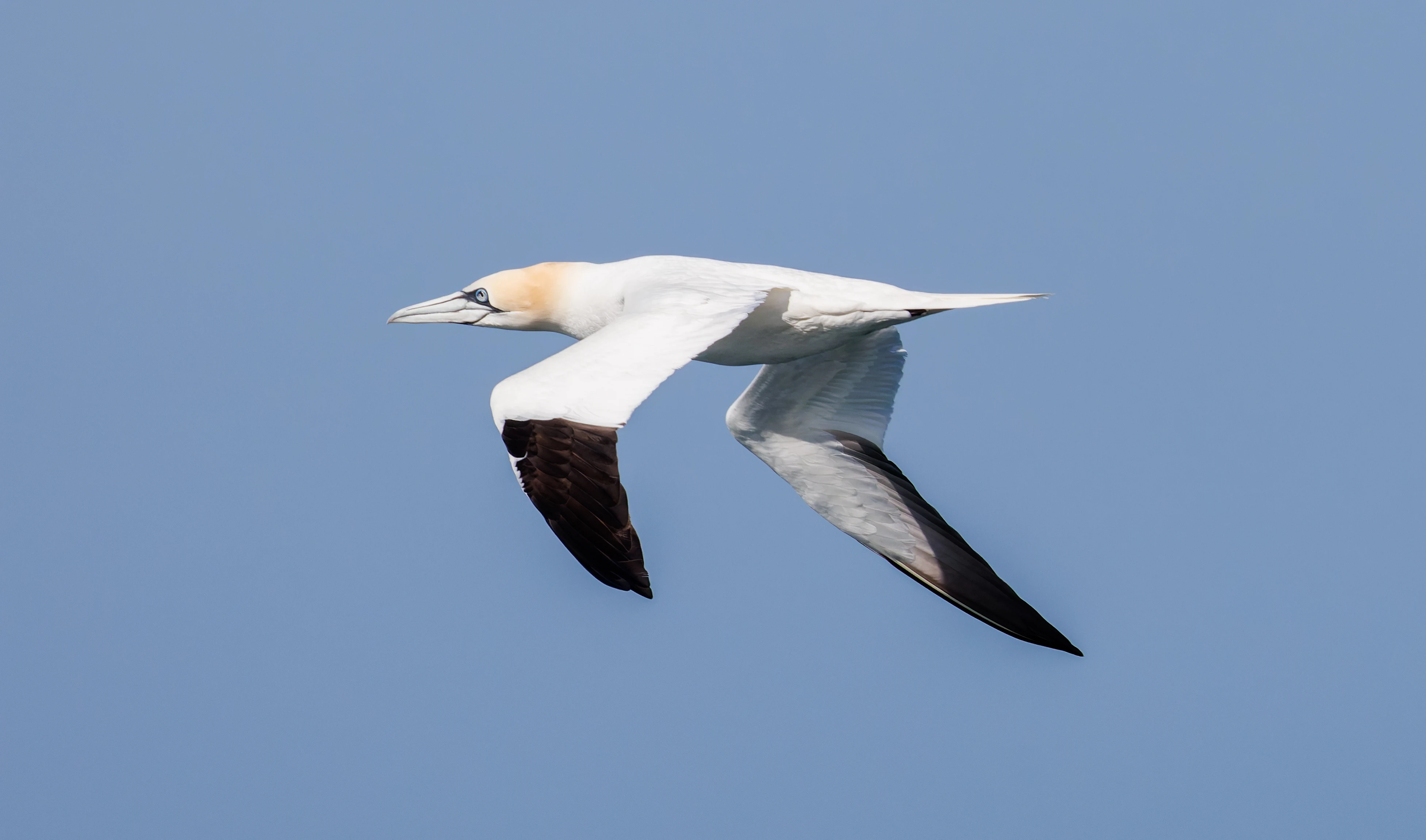 Northern gannet, Farne Islands, Seahouses, Northumberland, UK — photo by Orlando Prugel-Bennett