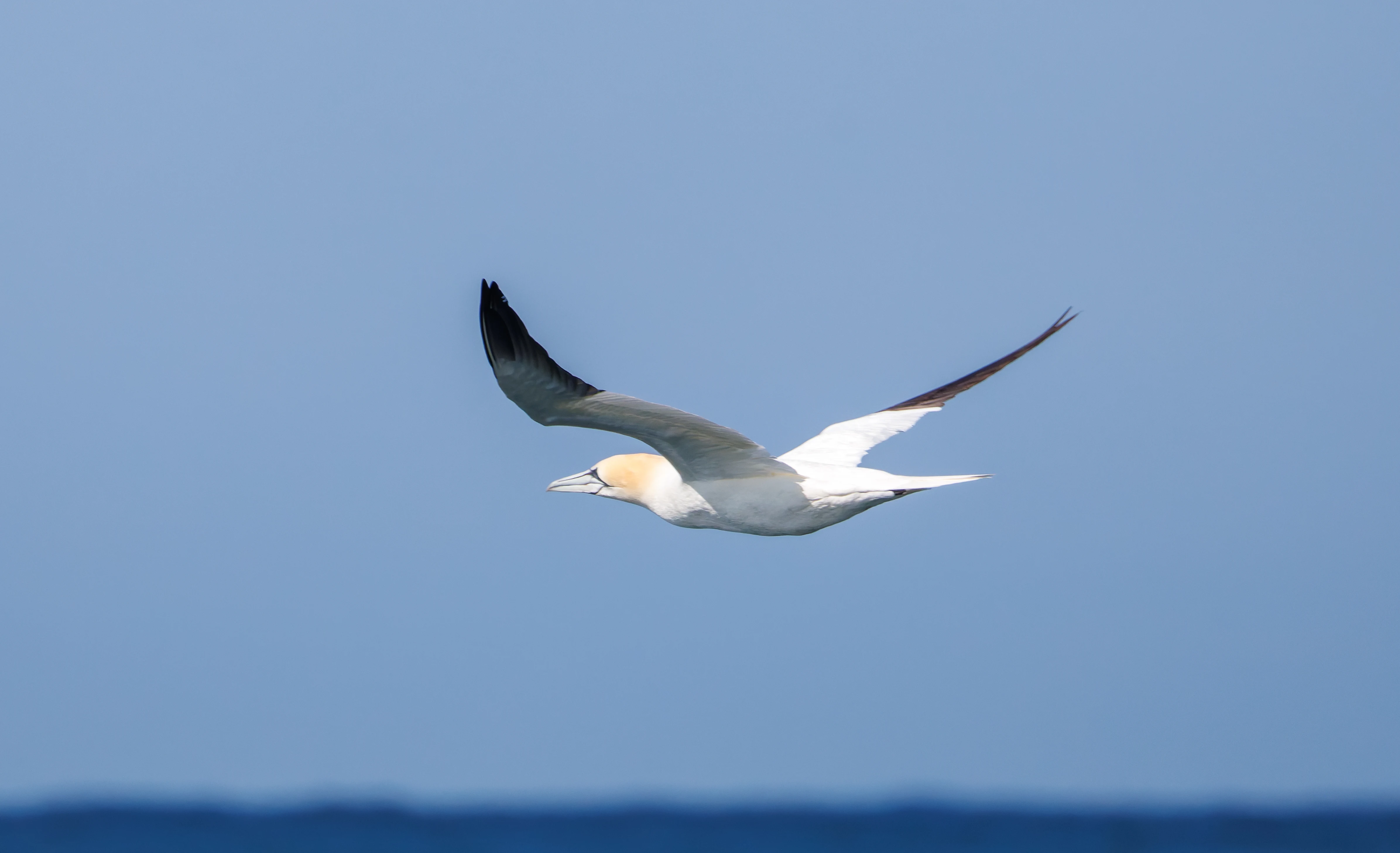 Northern gannet, Farne Islands, Seahouses, Northumberland, UK — photo by Orlando Prugel-Bennett