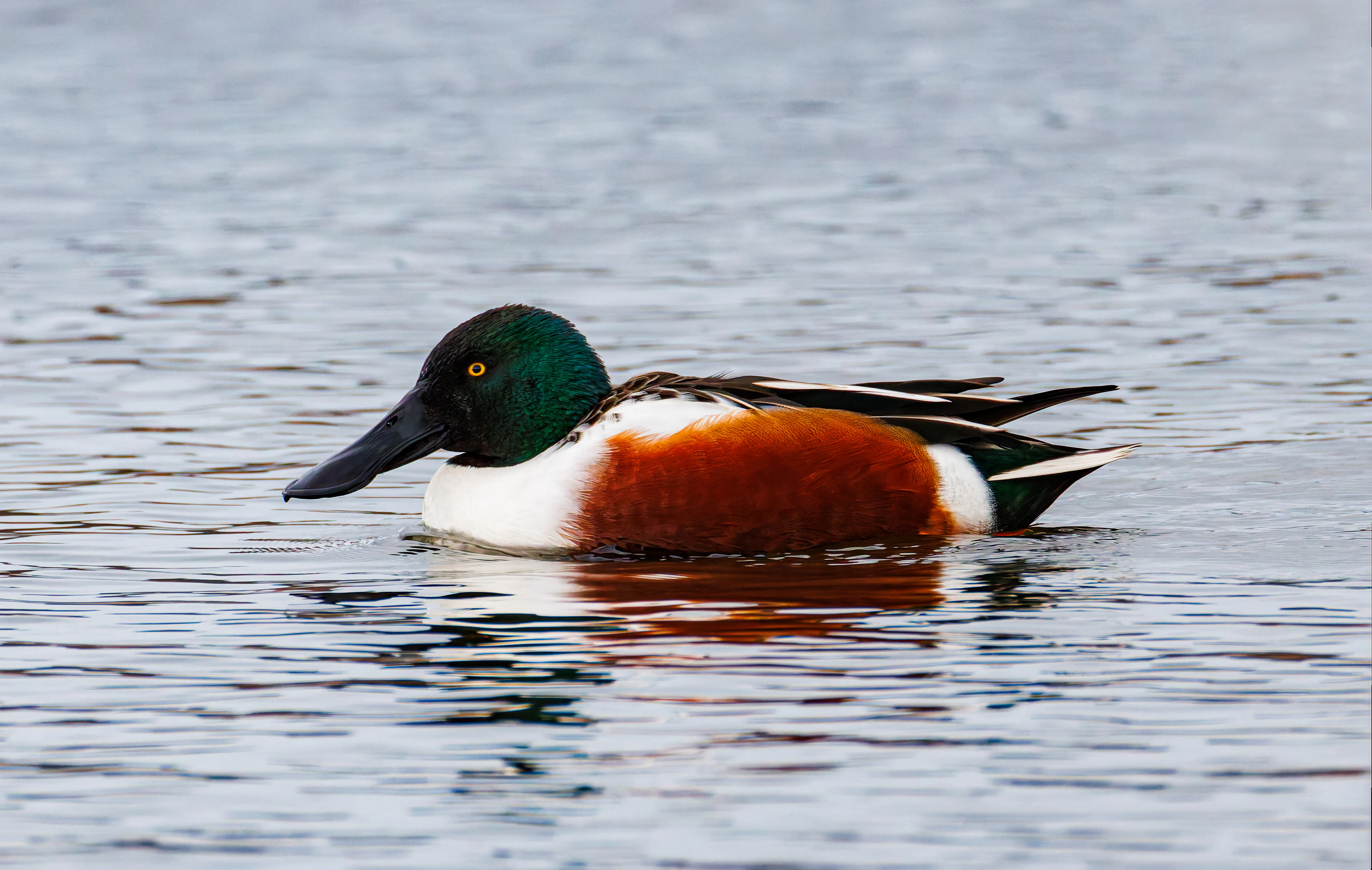 Shoveler, Leighton Moss, UK — photo by Orlando Prugel-Bennett