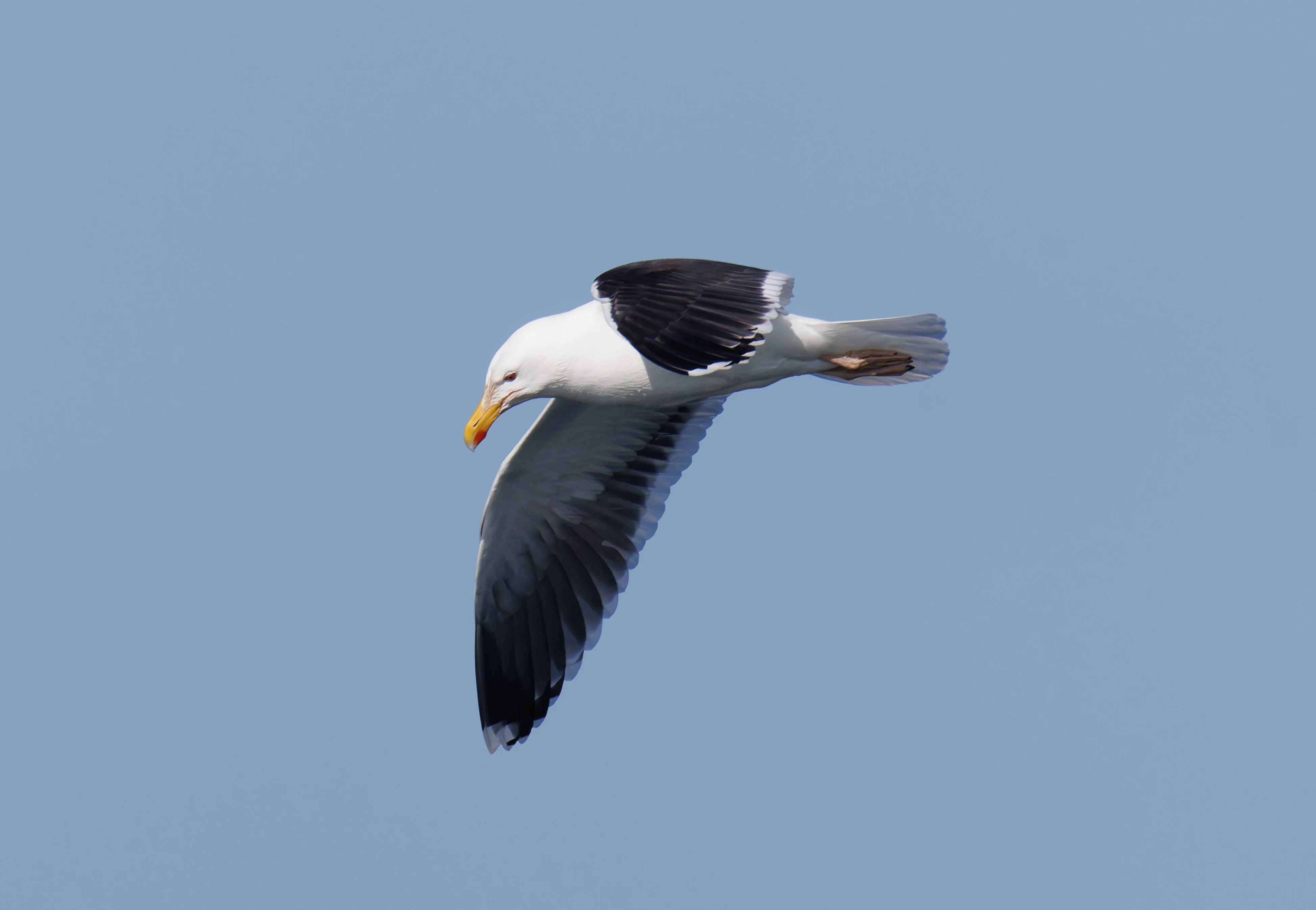 Great Black-backed Gull, Farne Islands, Seahouses, Northumberland, UK — photo by Orlando Prugel-Bennett