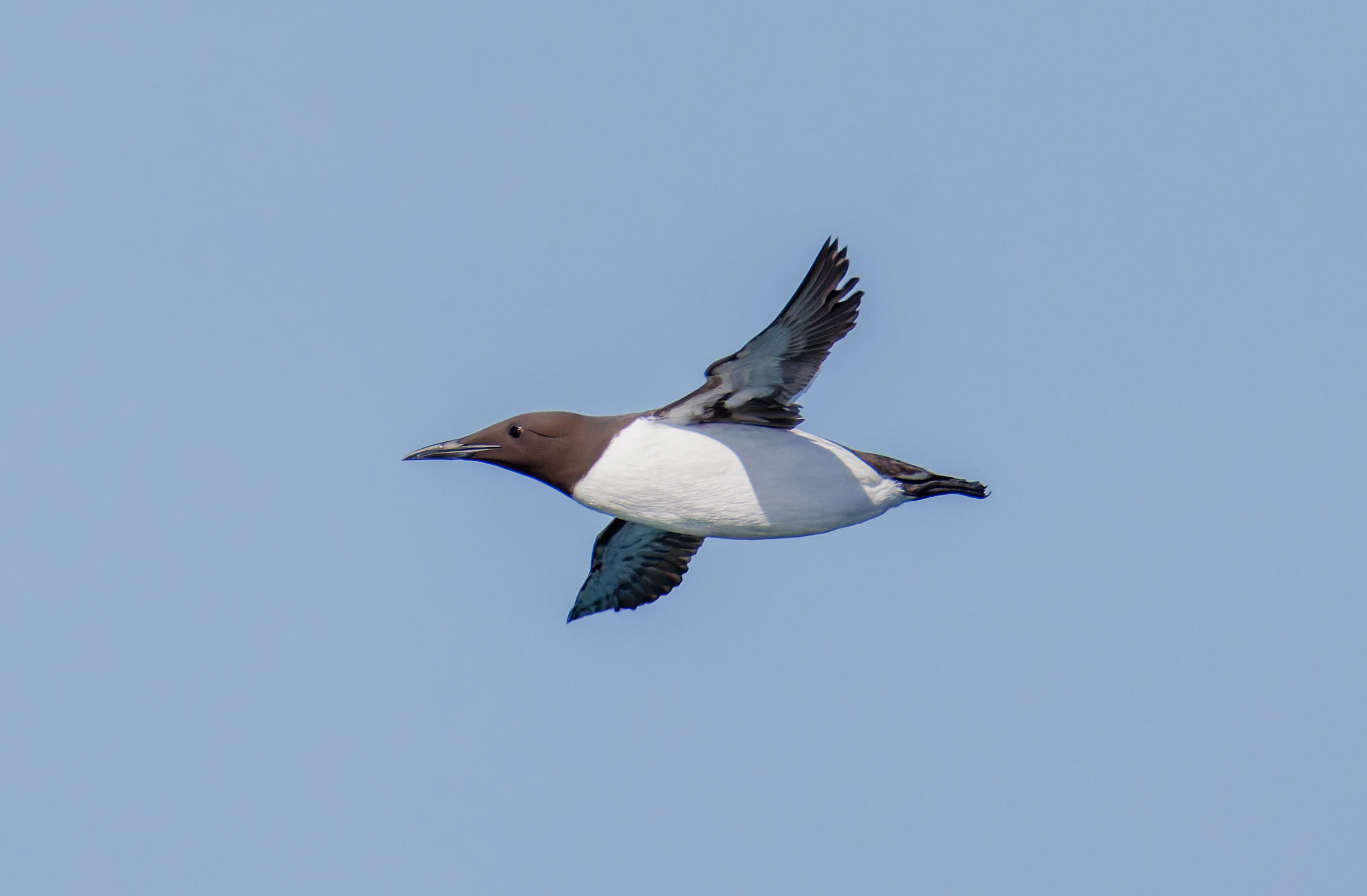 Guillemot, Farne Islands, Seahouses, Northumberland, UK — photo by Orlando Prugel-Bennett