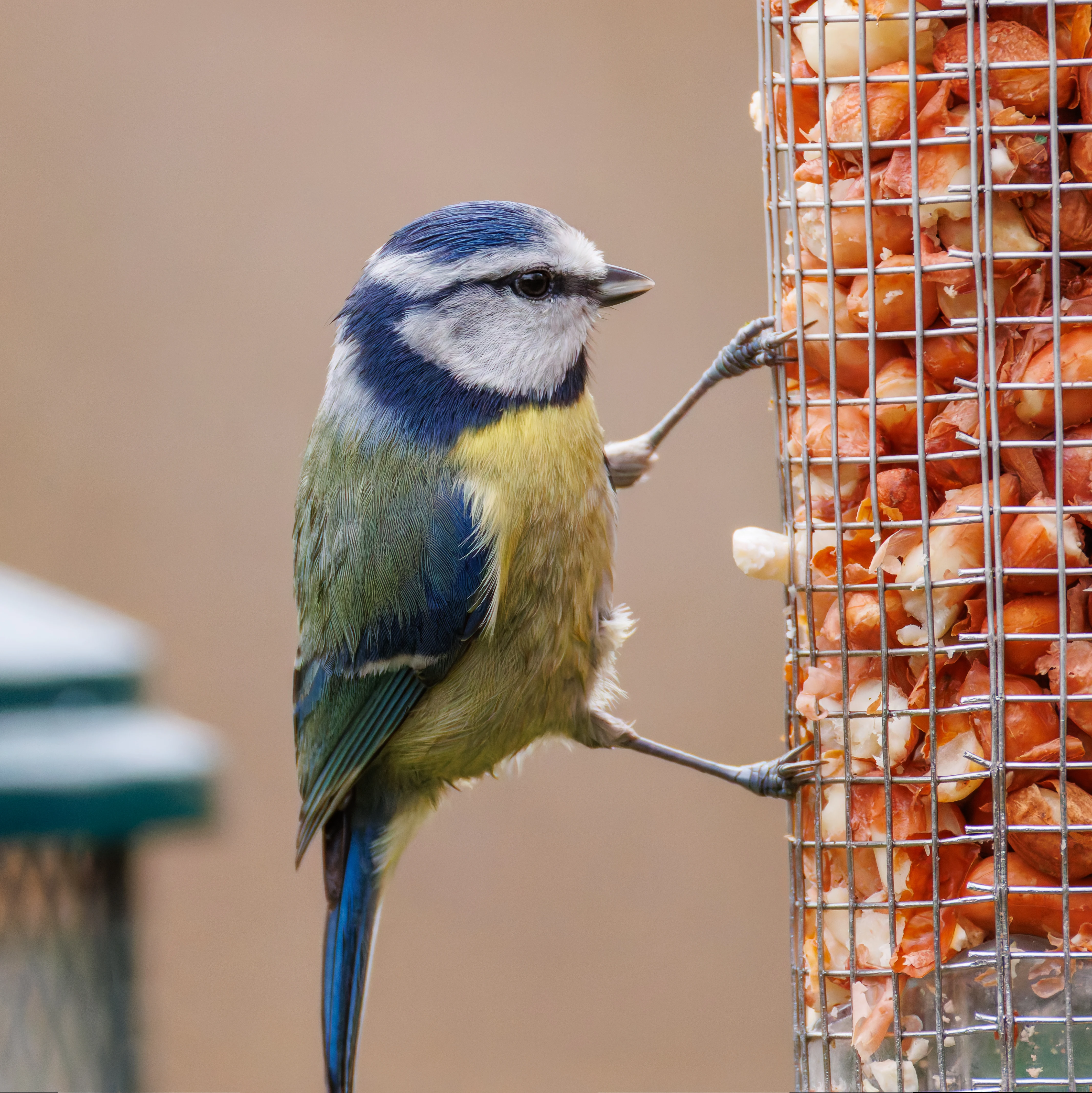 Blue Tit, Leighton Moss, UK — photo by Orlando Prugel-Bennett