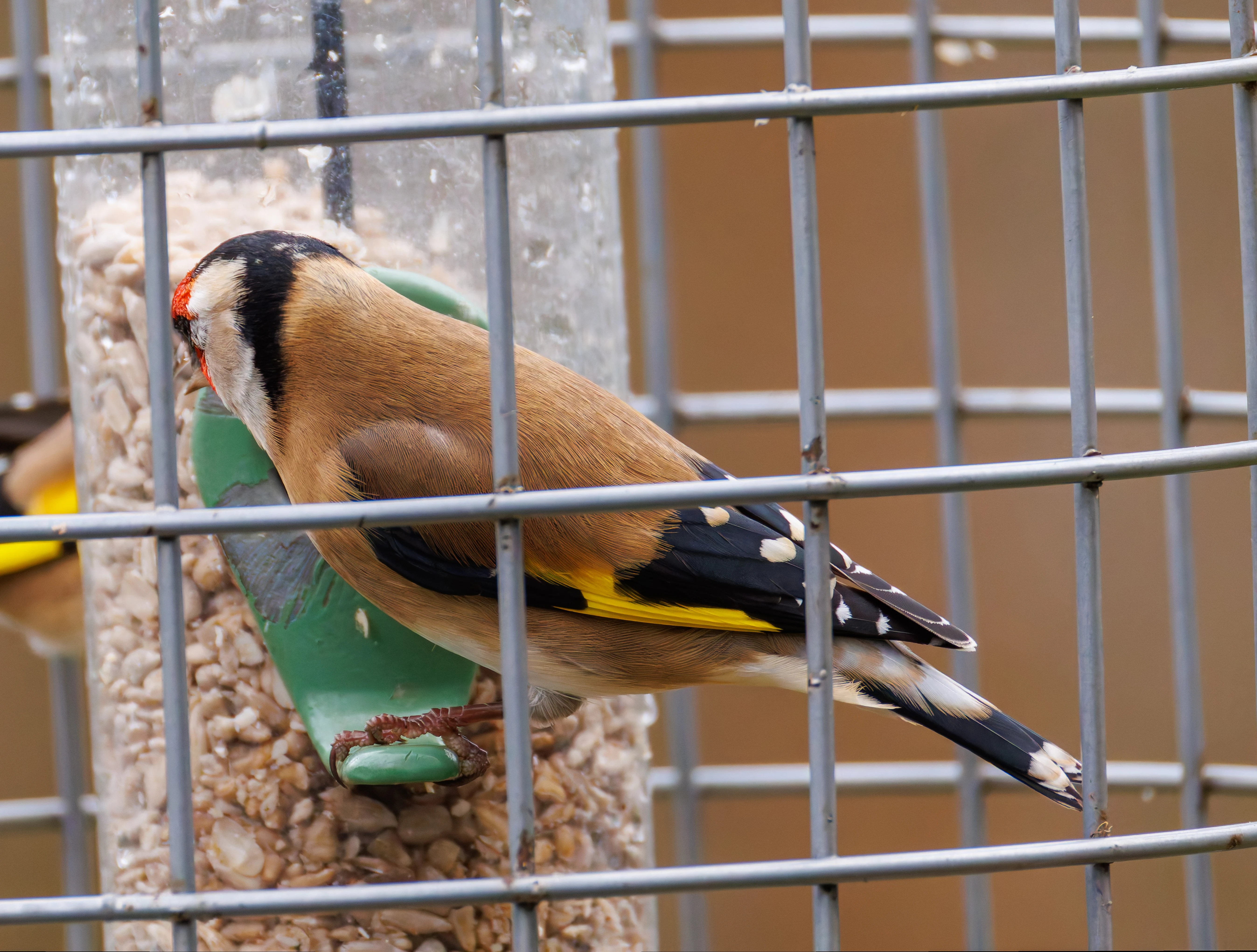 Goldfinch, Leighton Moss, UK — photo by Orlando Prugel-Bennett