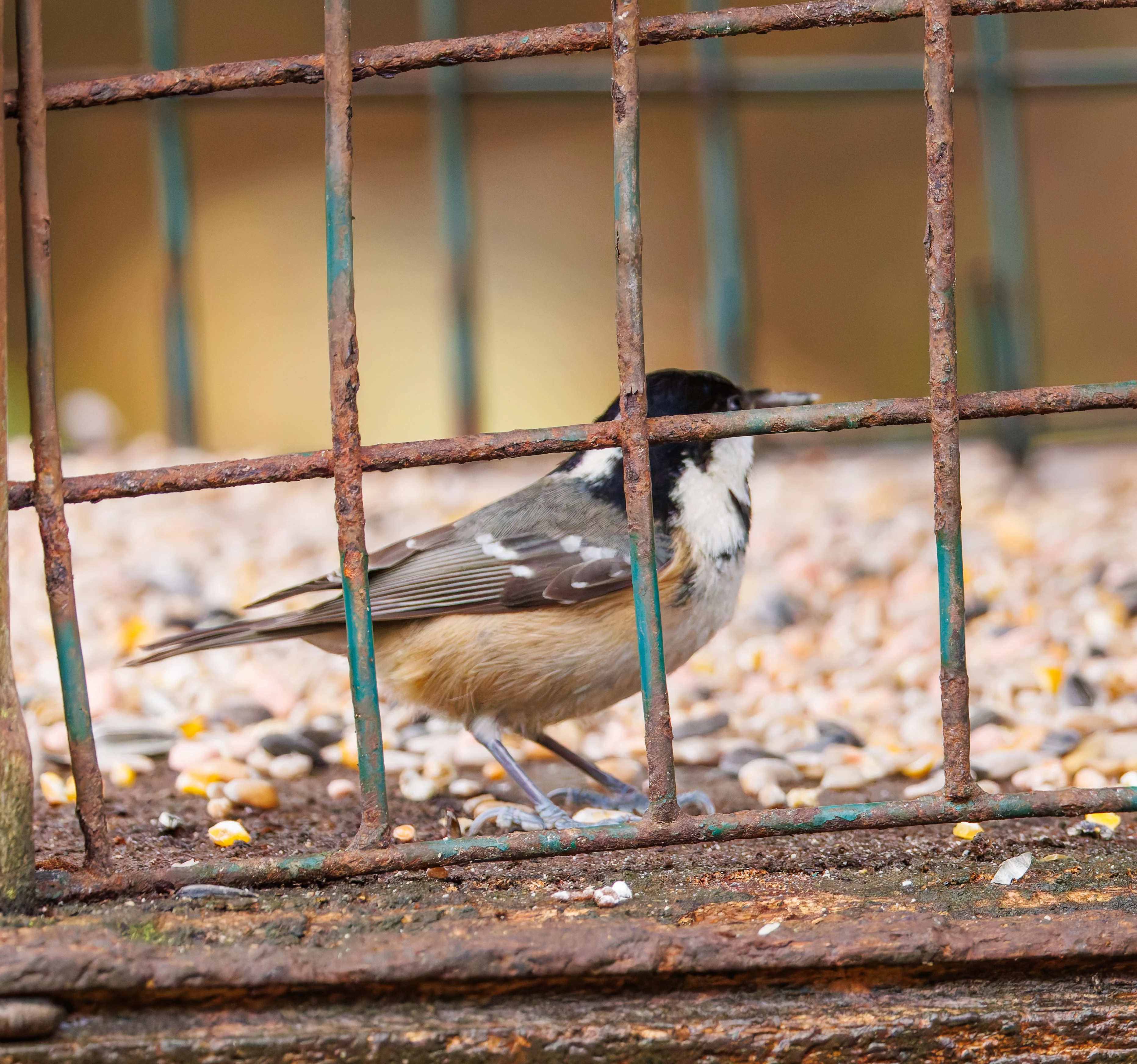 Coal Tit, Leighton Moss, UK — photo by Orlando Prugel-Bennett