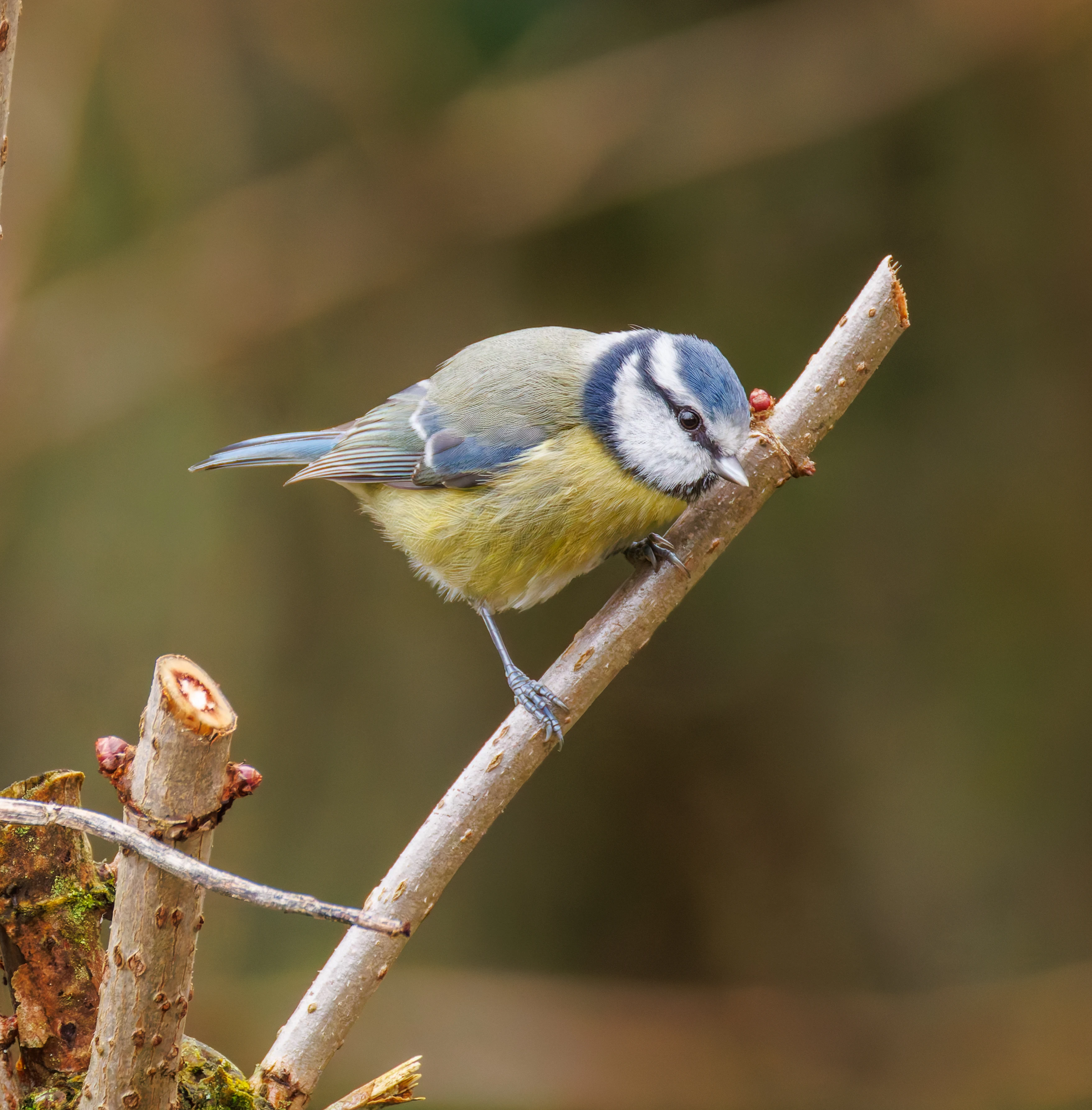 Blue Tit, Leighton Moss, UK — photo by Orlando Prugel-Bennett
