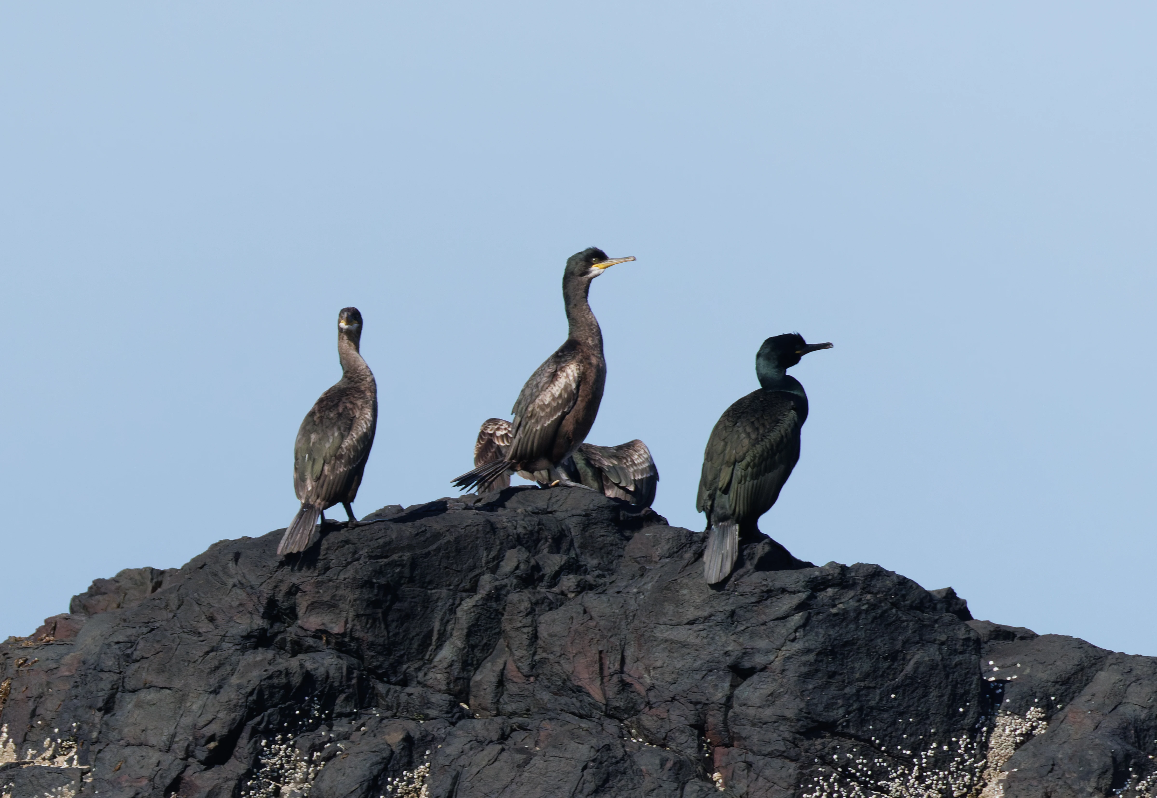 Cormorants & Shag, Farne Islands, Seahouses, Northumberland, UK — photo by Orlando Prugel-Bennett