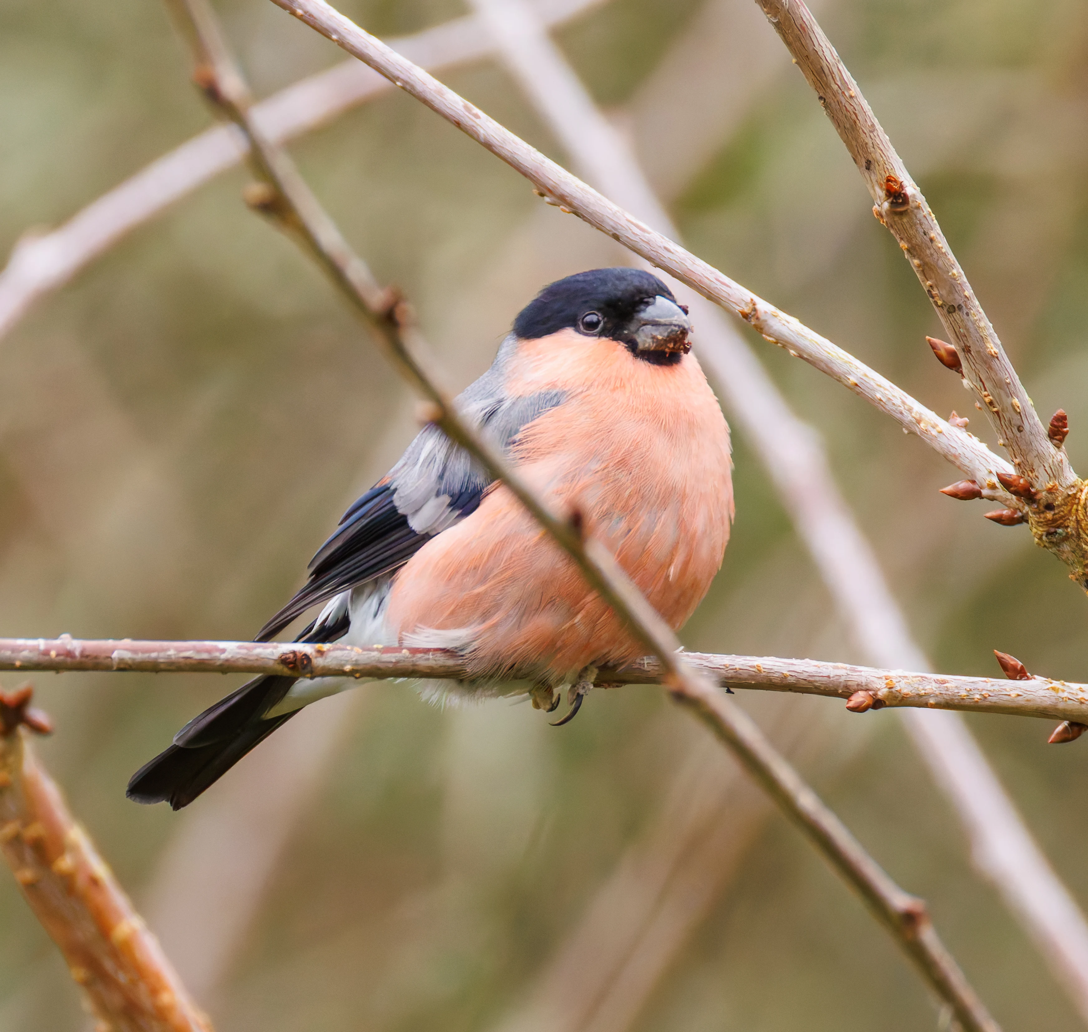 Bullfinch, Leighton Moss, UK — photo by Orlando Prugel-Bennett