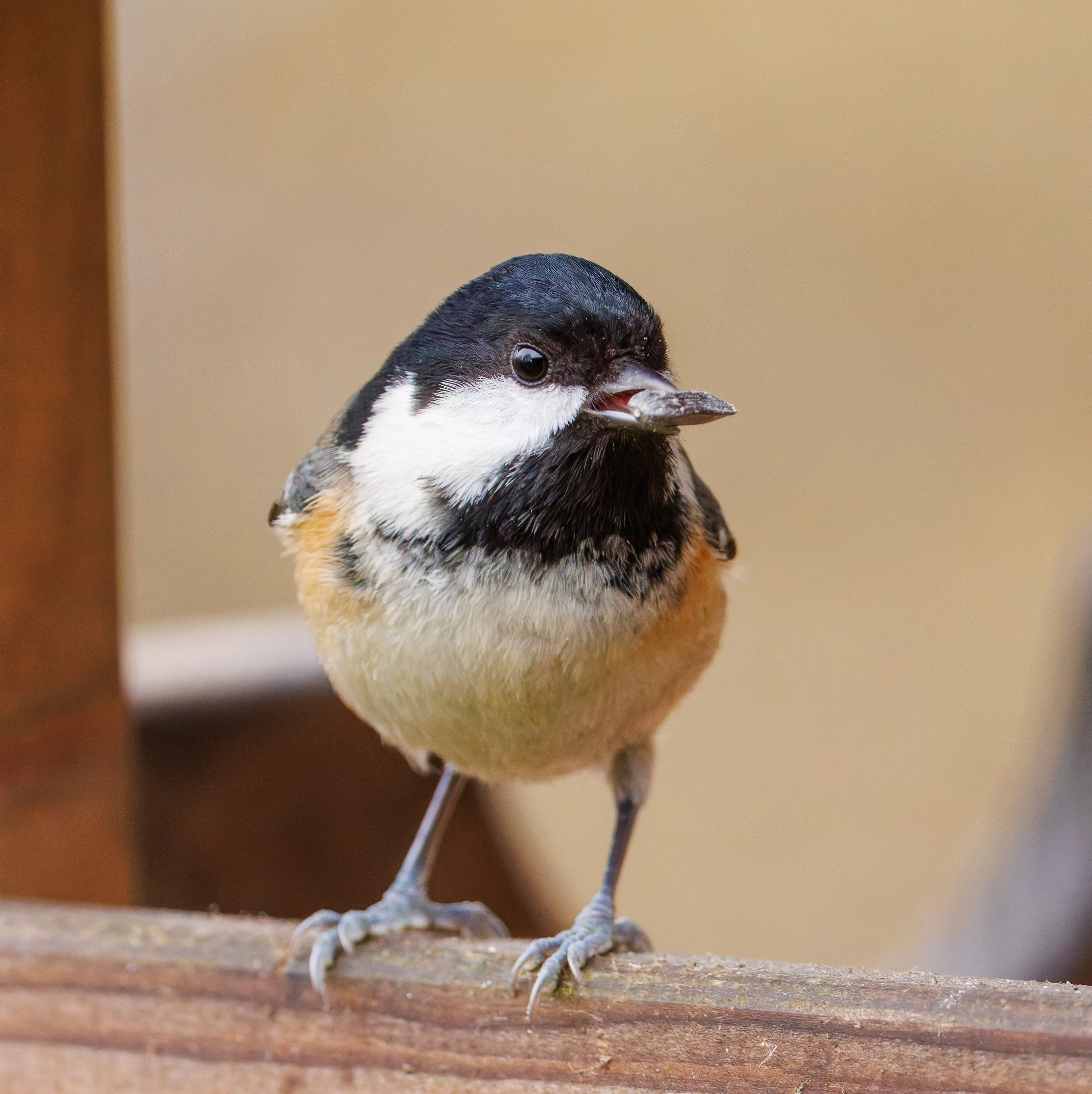 Coal Tit, Leighton Moss, UK — photo by Orlando Prugel-Bennett