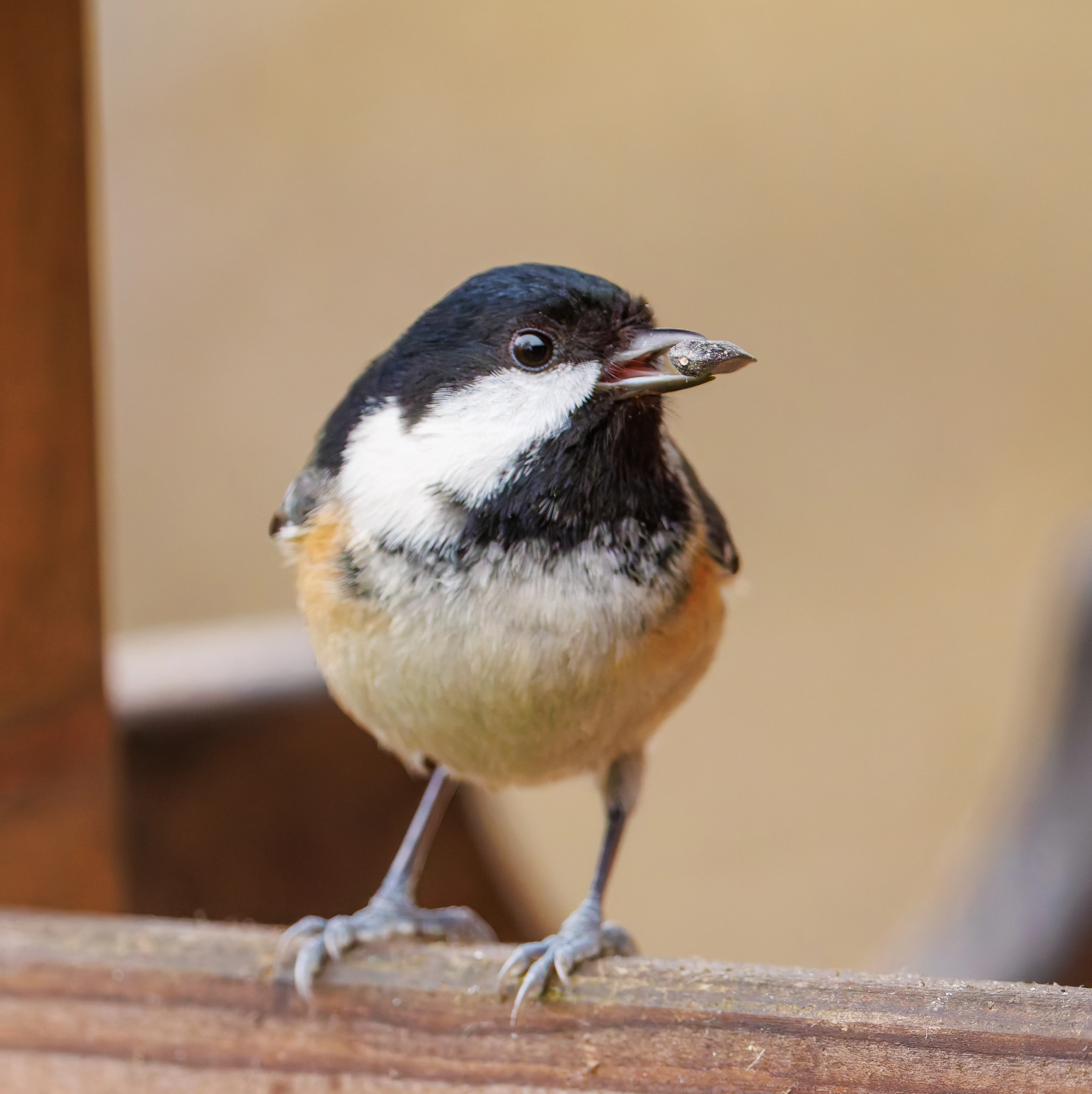 Coal Tit, Leighton Moss, UK — photo by Orlando Prugel-Bennett