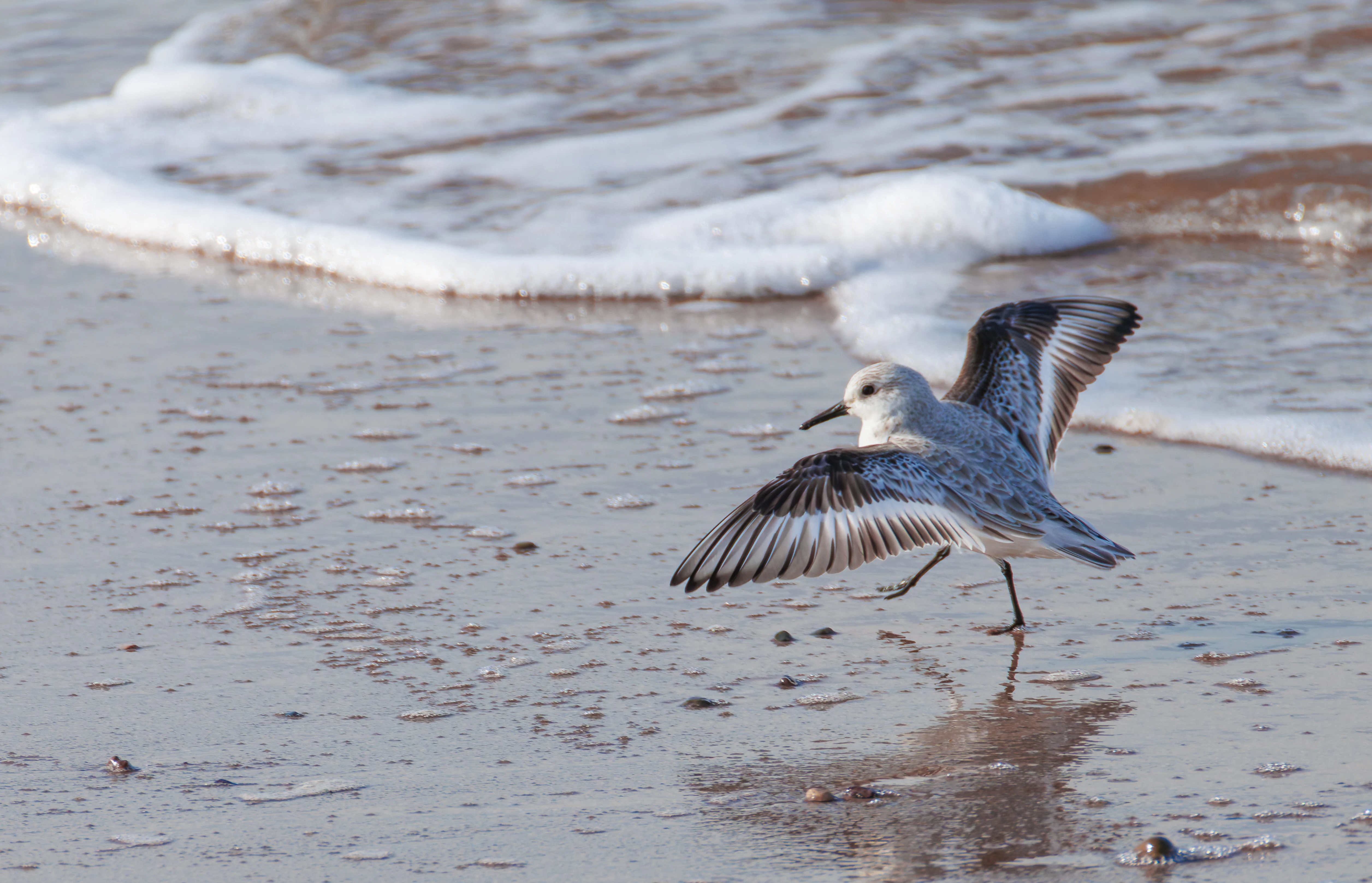 Sanderling, Fleetwood, UK — photo by Orlando Prugel-Bennett