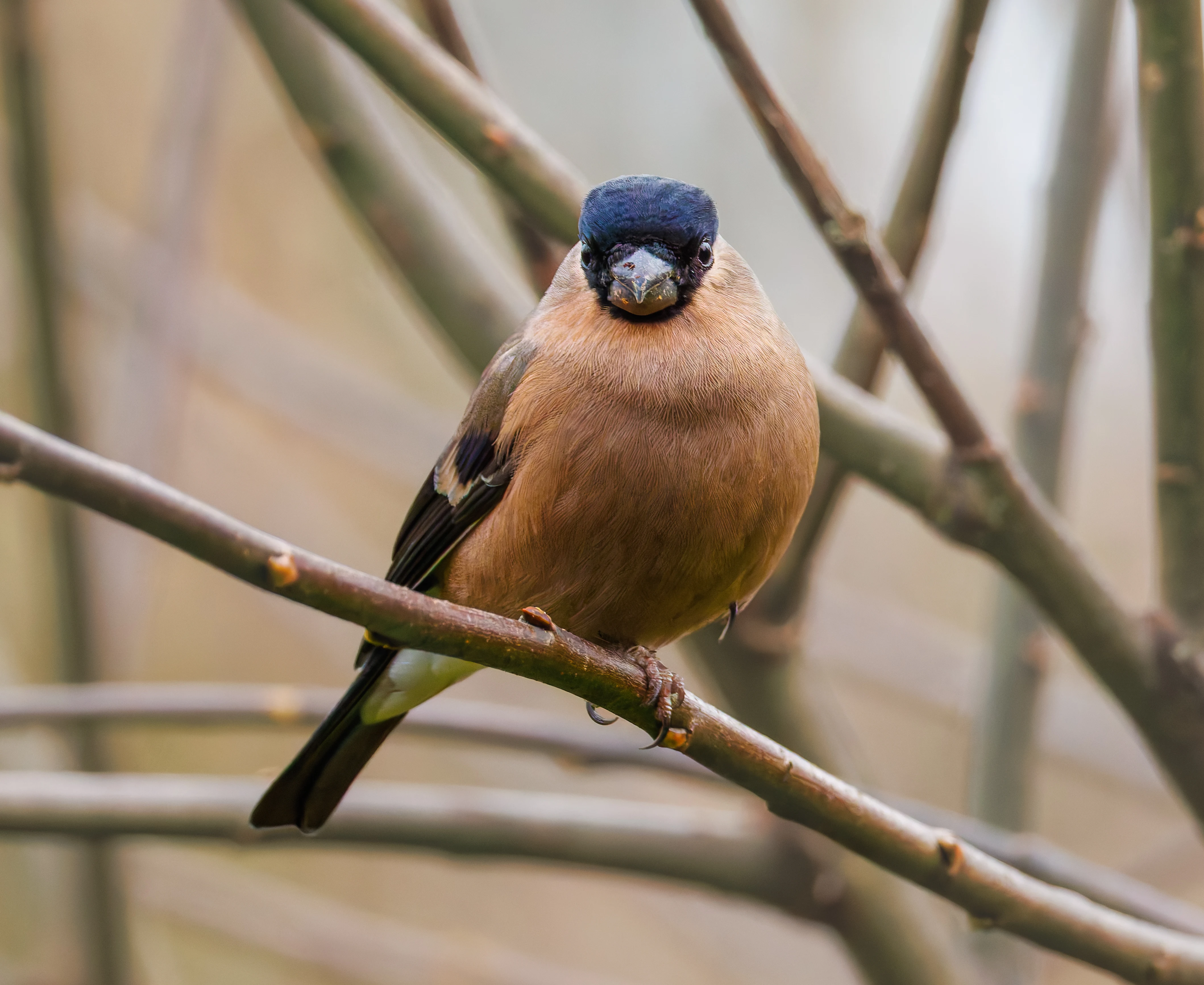 Bullfinch, Leighton Moss, UK — photo by Orlando Prugel-Bennett