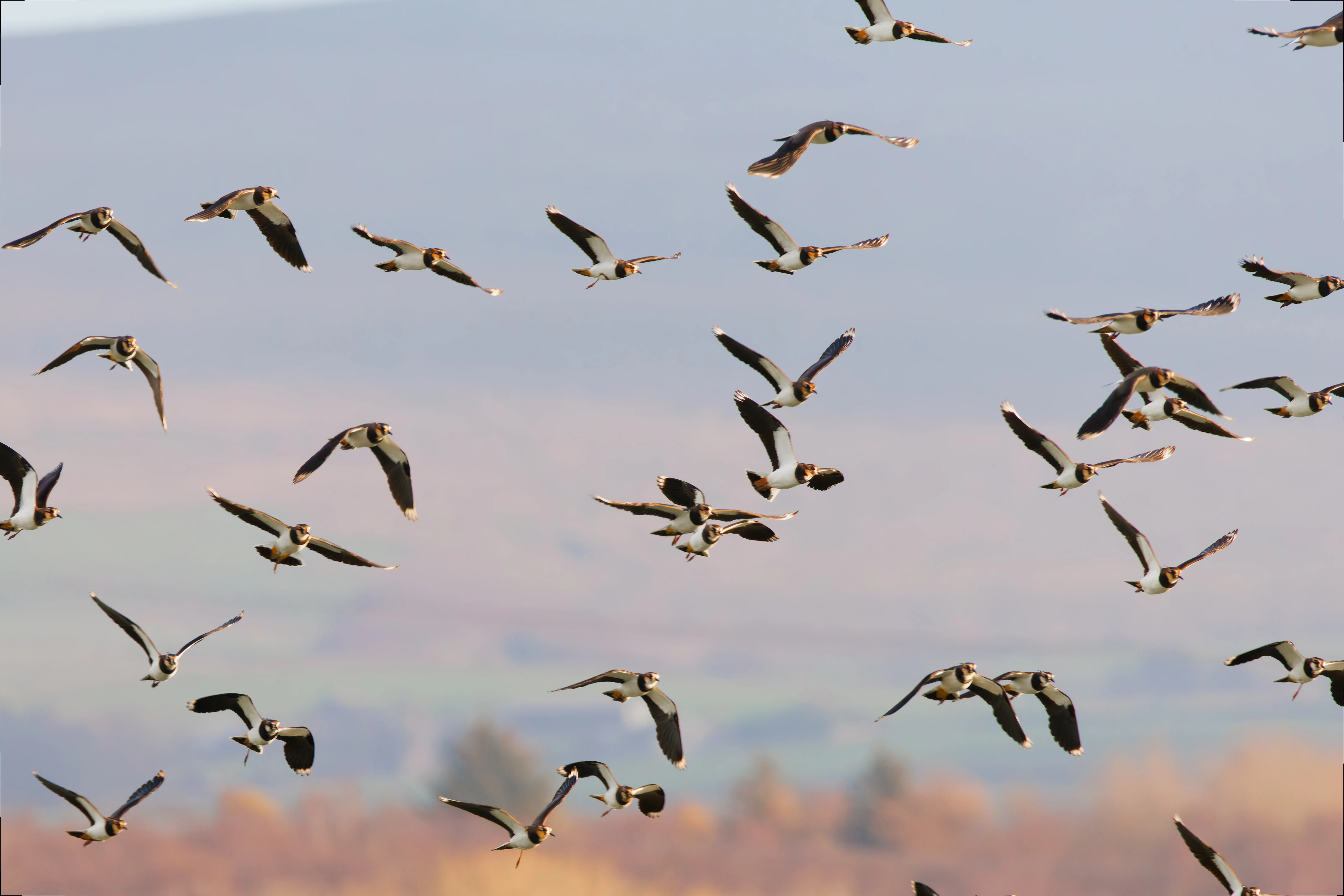 Lapwings, Glasson Docks, UK — photo by Orlando Prugel-Bennett