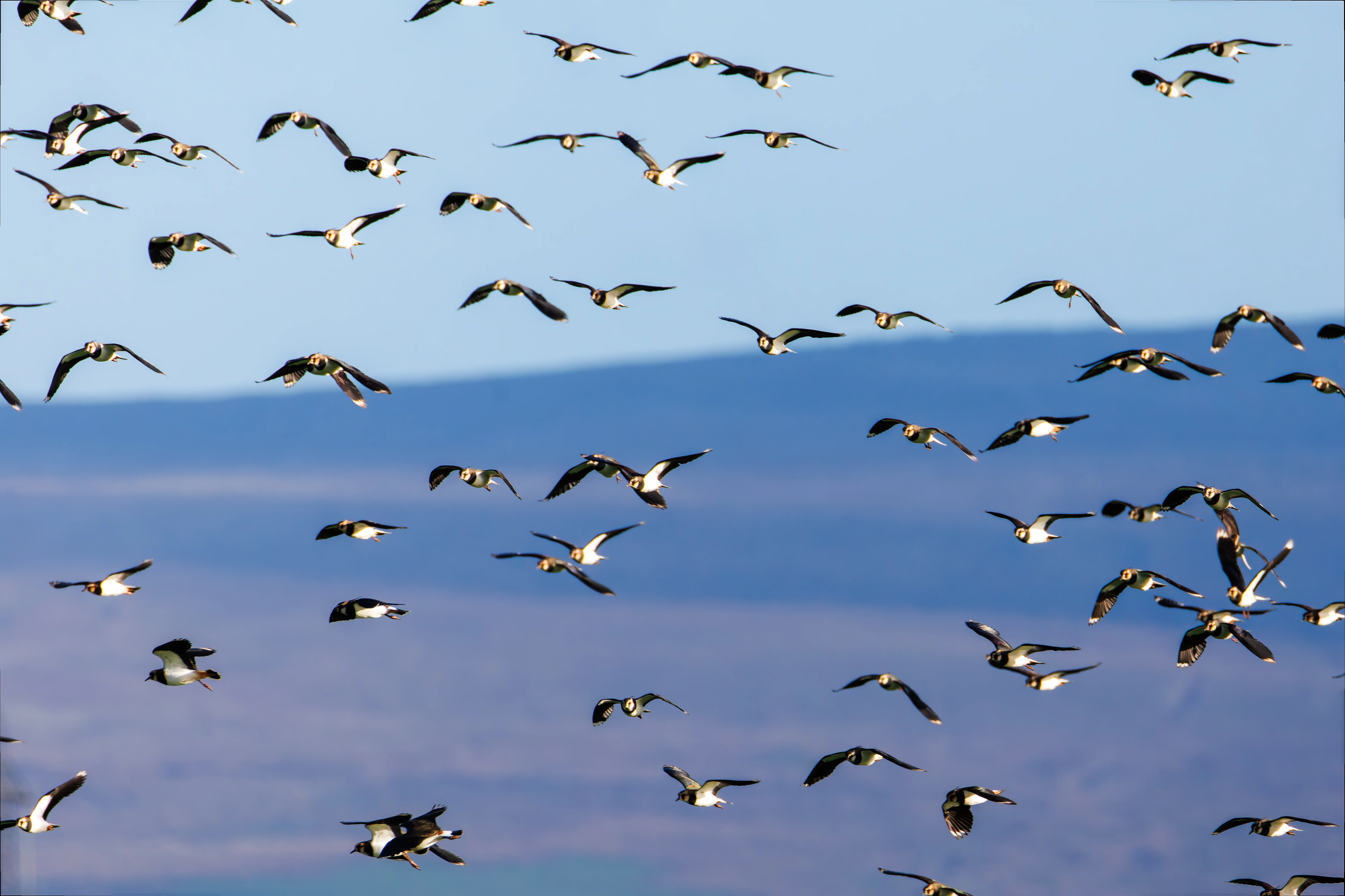 Lapwings, Glasson Docks, UK — photo by Orlando Prugel-Bennett