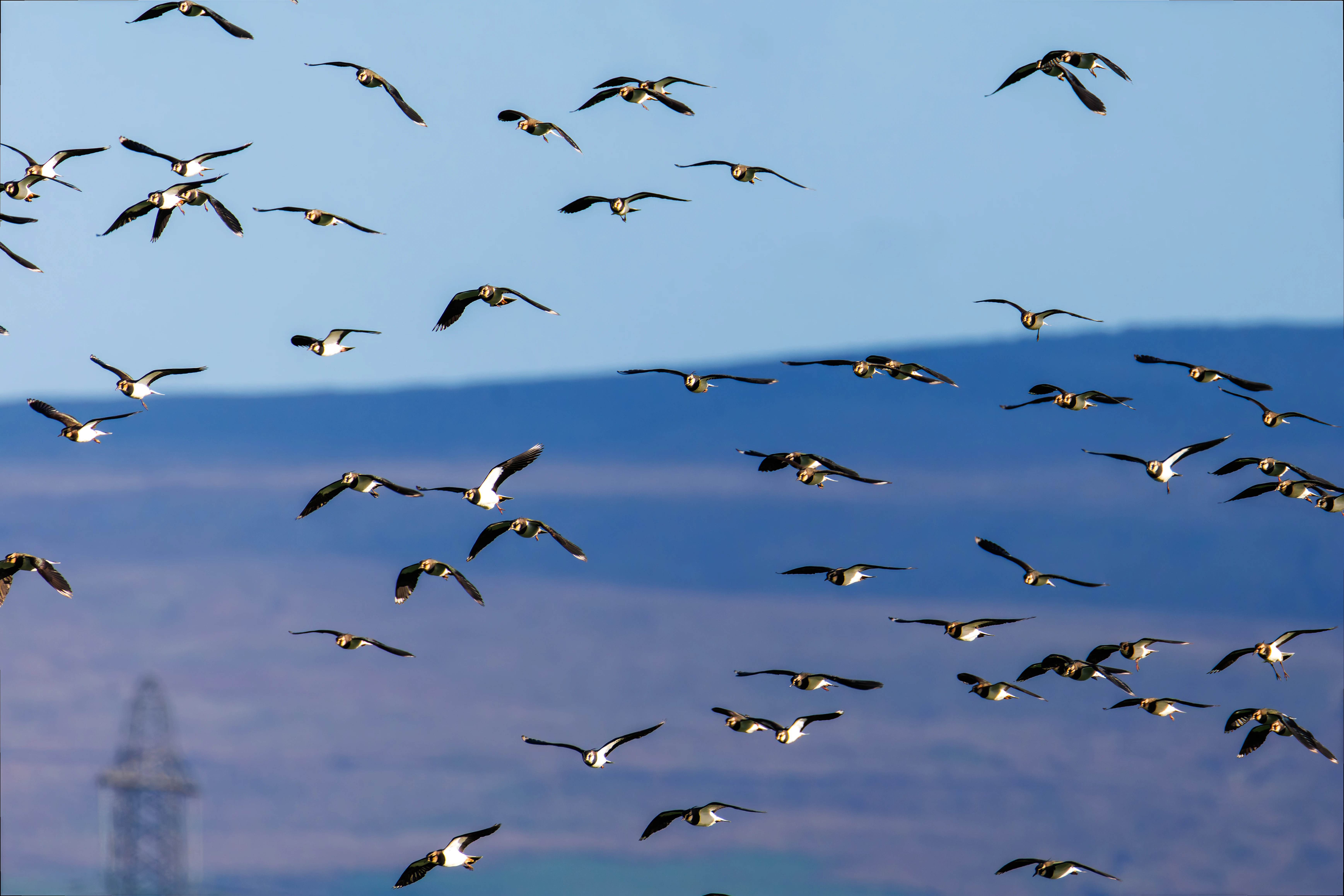 Lapwings, Glasson Docks, UK — photo by Orlando Prugel-Bennett
