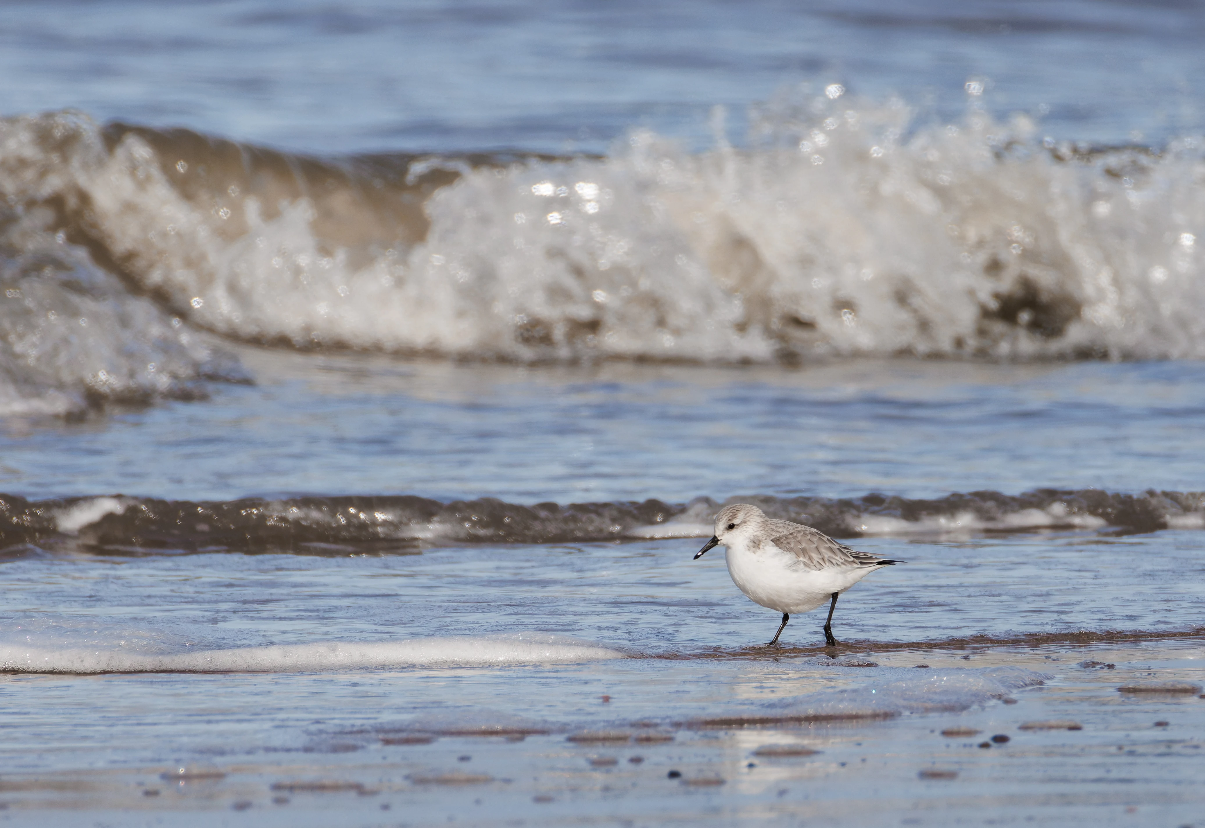 Sanderling, Fleetwood, UK — photo by Orlando Prugel-Bennett
