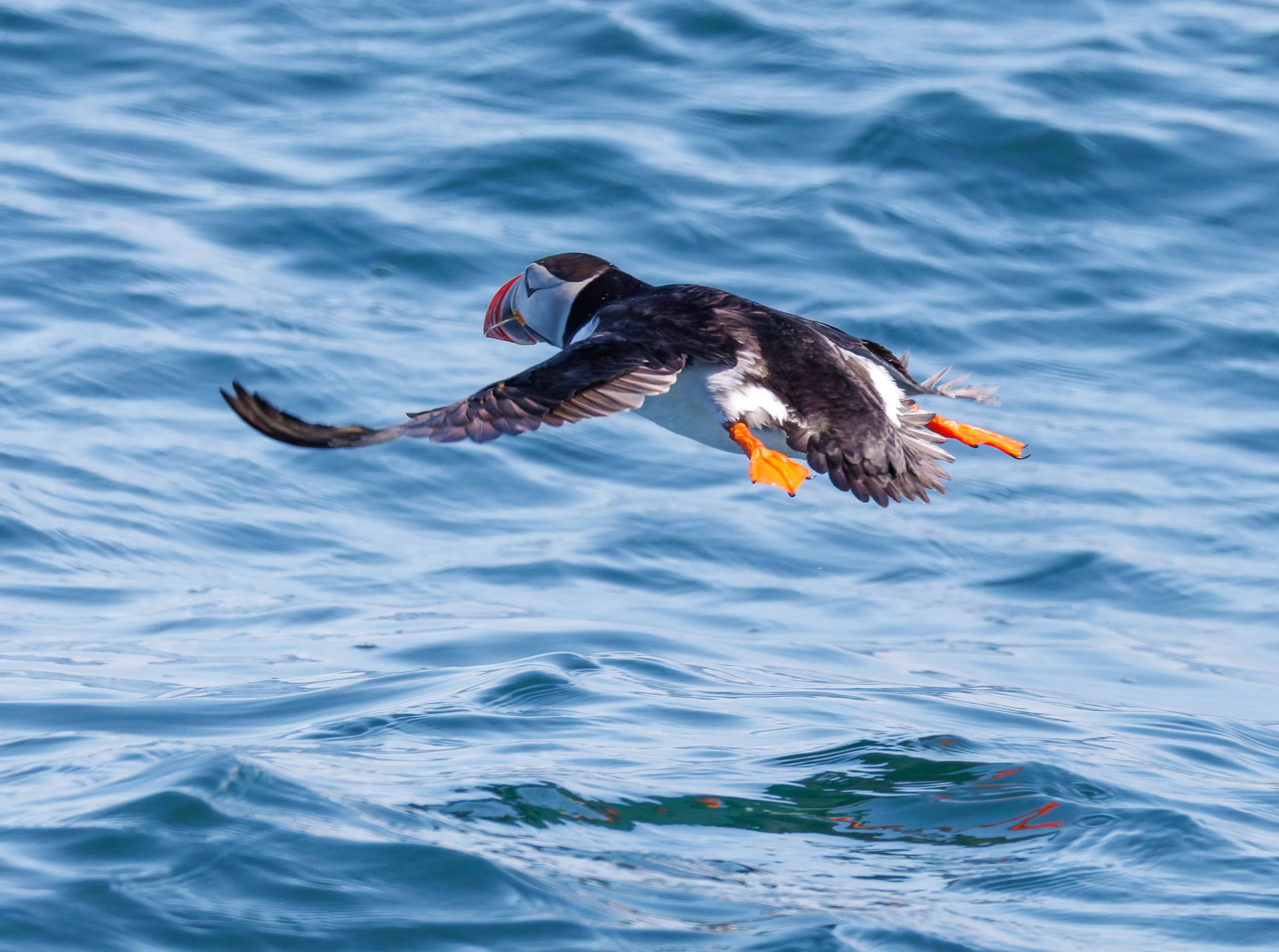 Puffin, Farne Islands, Seahouses, Northumberland, UK — photo by Orlando Prugel-Bennett