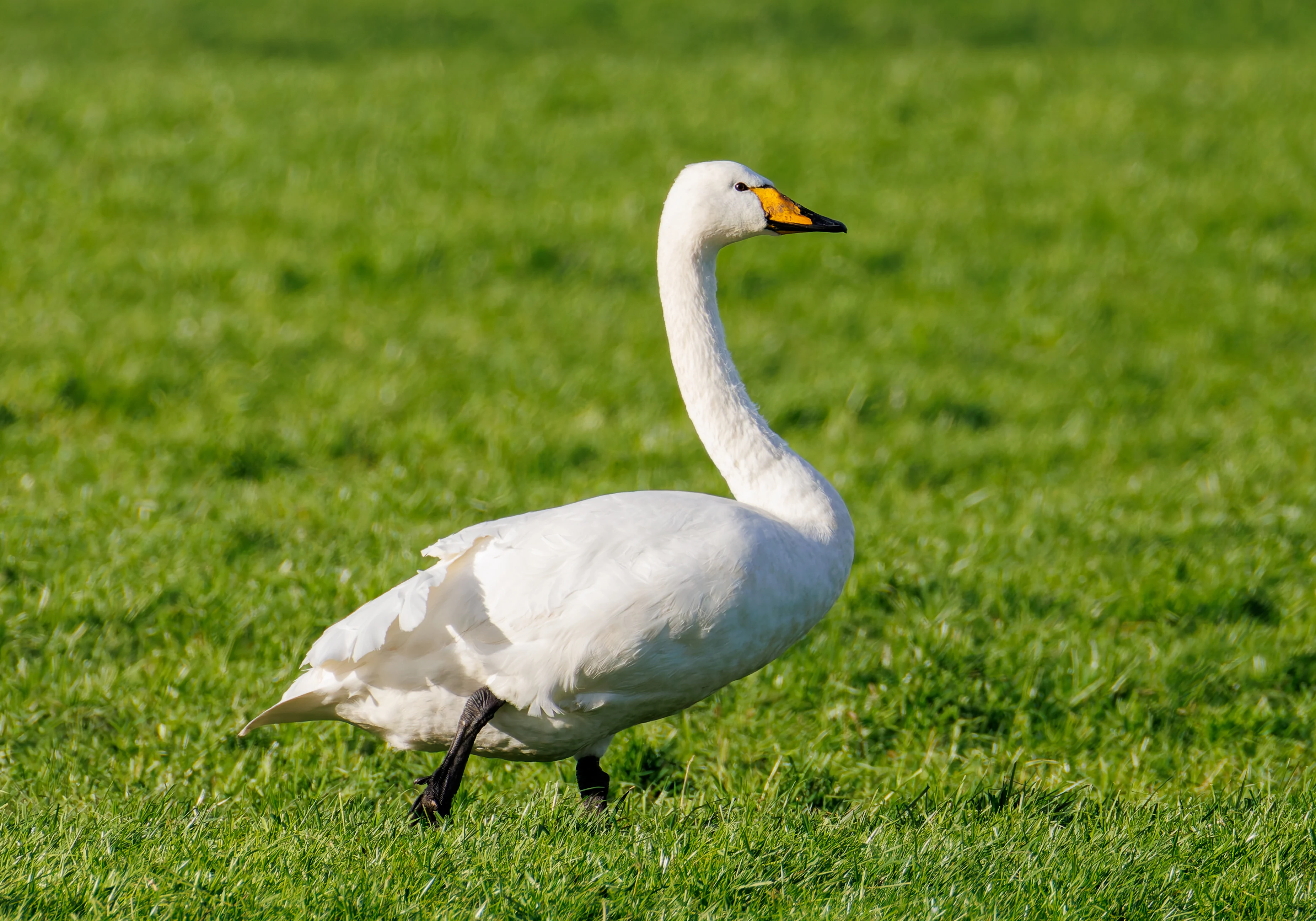 Whooper Swan, Glasson Docks, UK — photo by Orlando Prugel-Bennett
