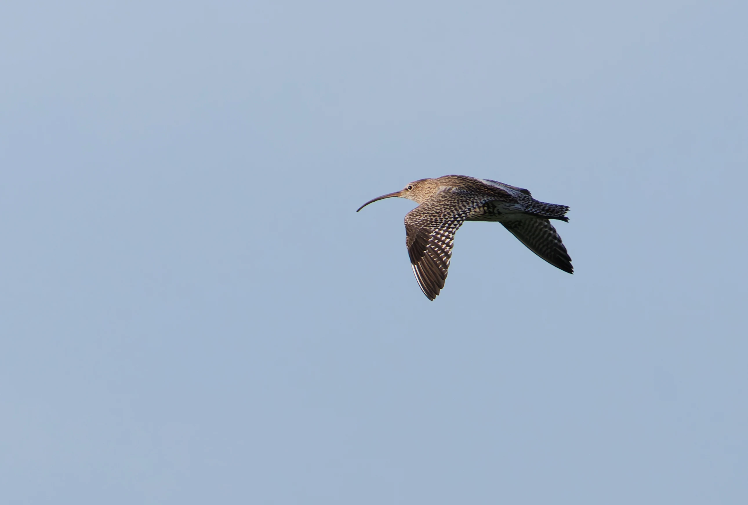 Curlew, Glasson Docks, UK — photo by Orlando Prugel-Bennett