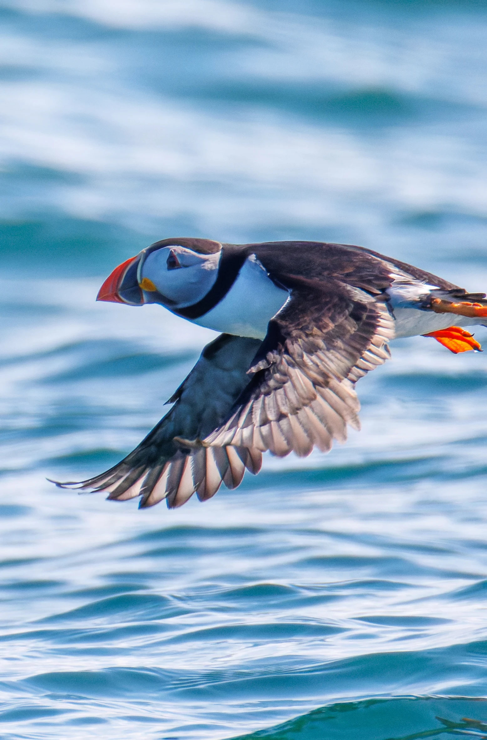 Puffin, Farne Islands, Seahouses, Northumberland, UK — photo by Orlando Prugel-Bennett