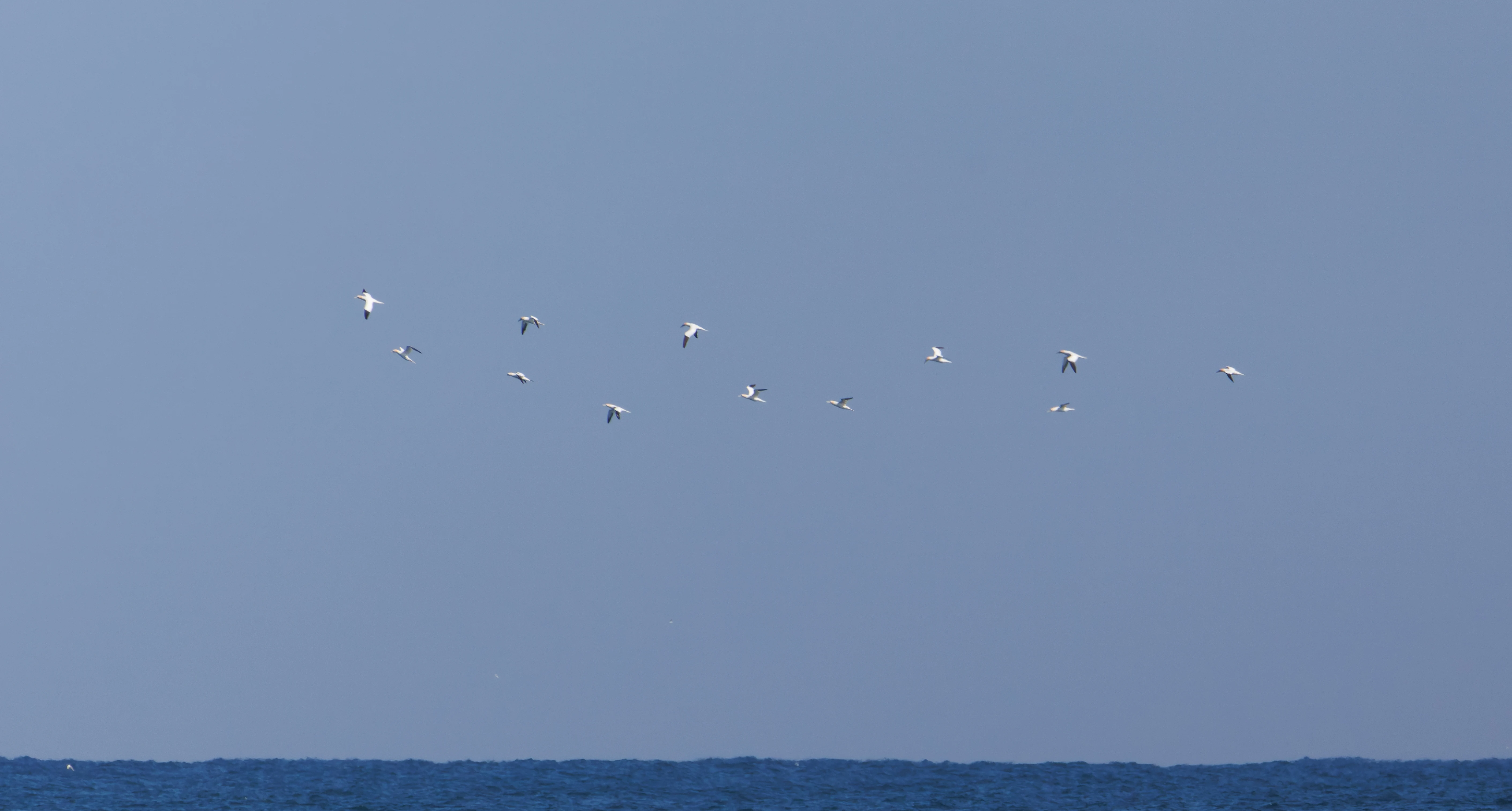 Gannets, Farne Islands, Seahouses, Northumberland, UK — photo by Orlando Prugel-Bennett