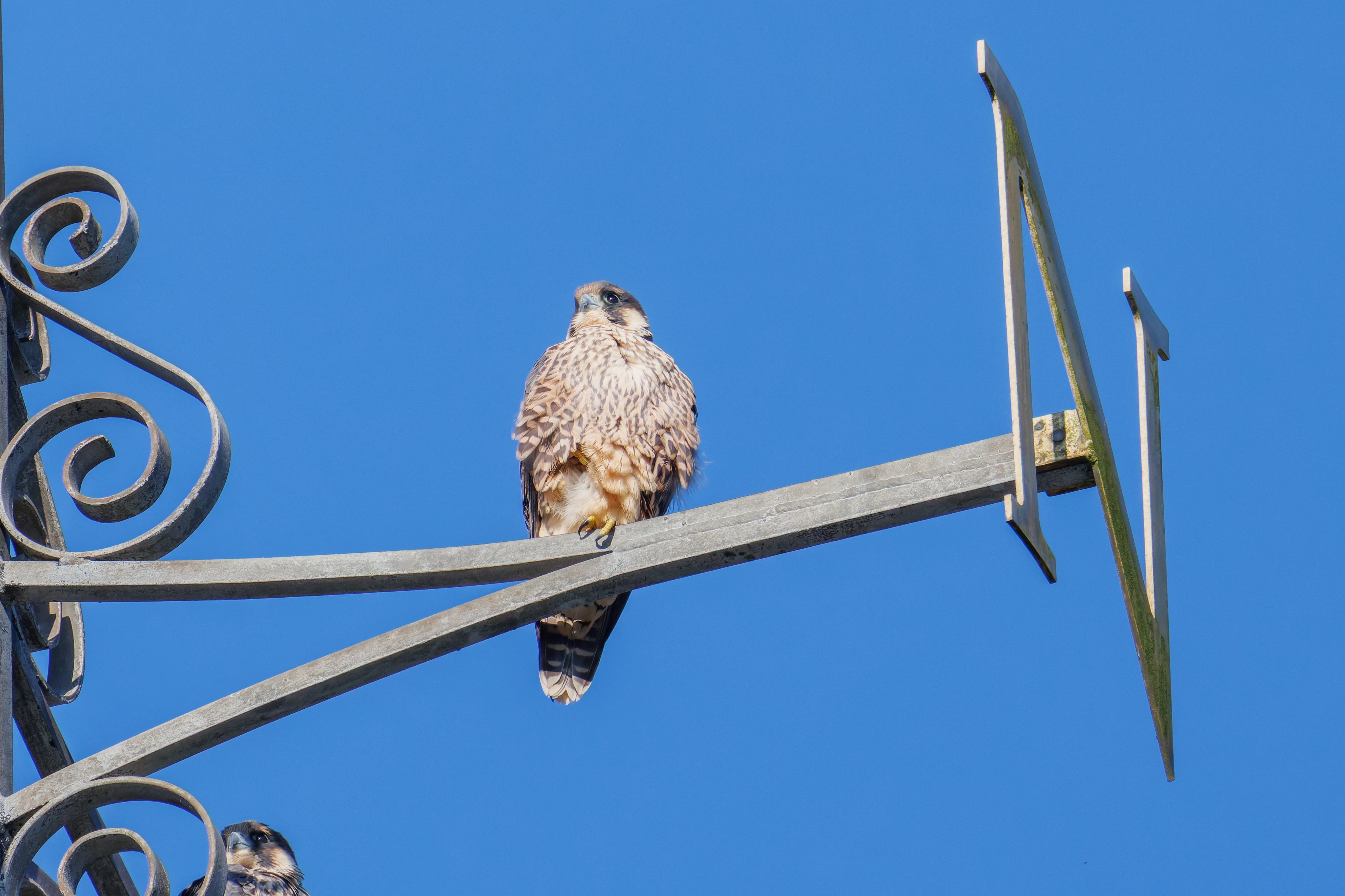 Peregrine Falcon, Romsey Abbey, Romsey, Hampshire, UK — photo by Orlando Prugel-Bennett