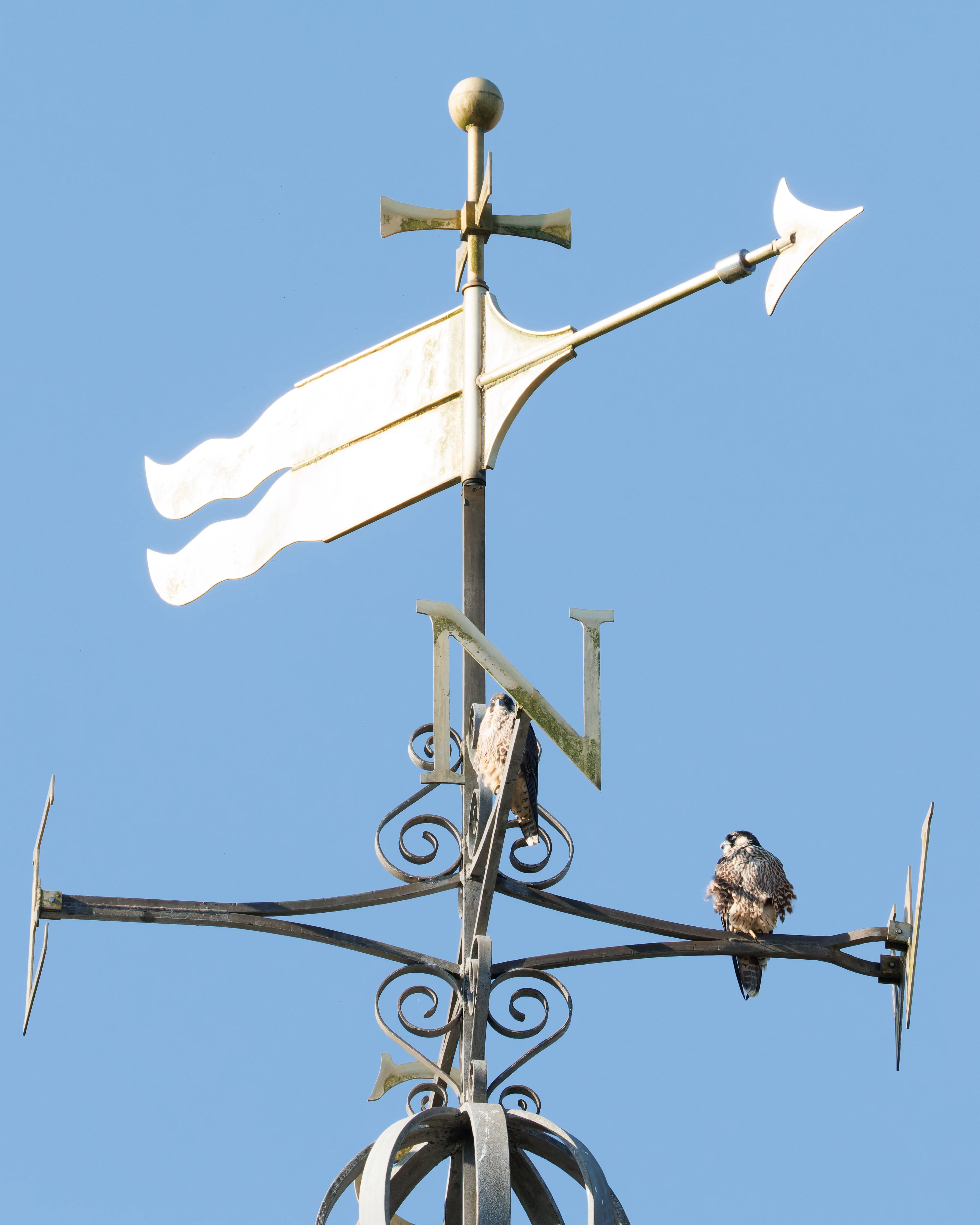 Peregrine Falcons on weather vane, Romsey Abbey, Romsey, Hampshire, UK — photo by Orlando Prugel-Bennett