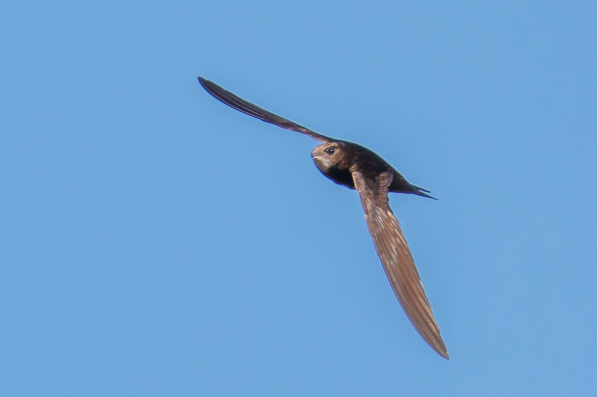 Common Swift, Romsey Abbey, Romsey, Hampshire, UK — photo by Orlando Prugel-Bennett