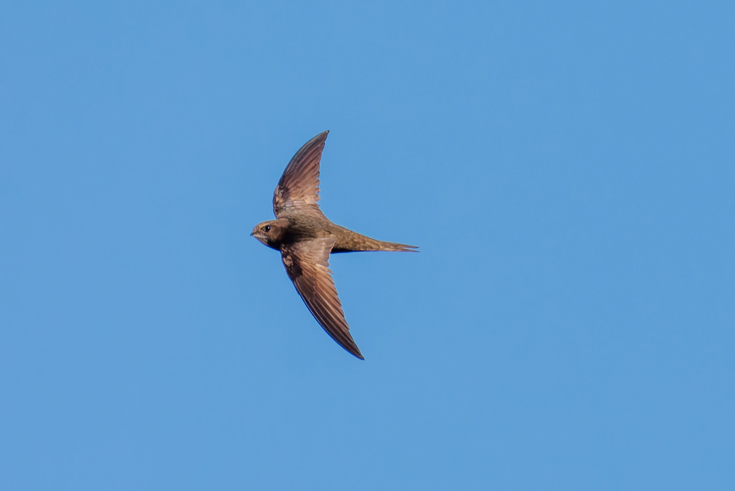 Common Swift, Romsey Abbey, Romsey, Hampshire, UK — photo by Orlando Prugel-Bennett
